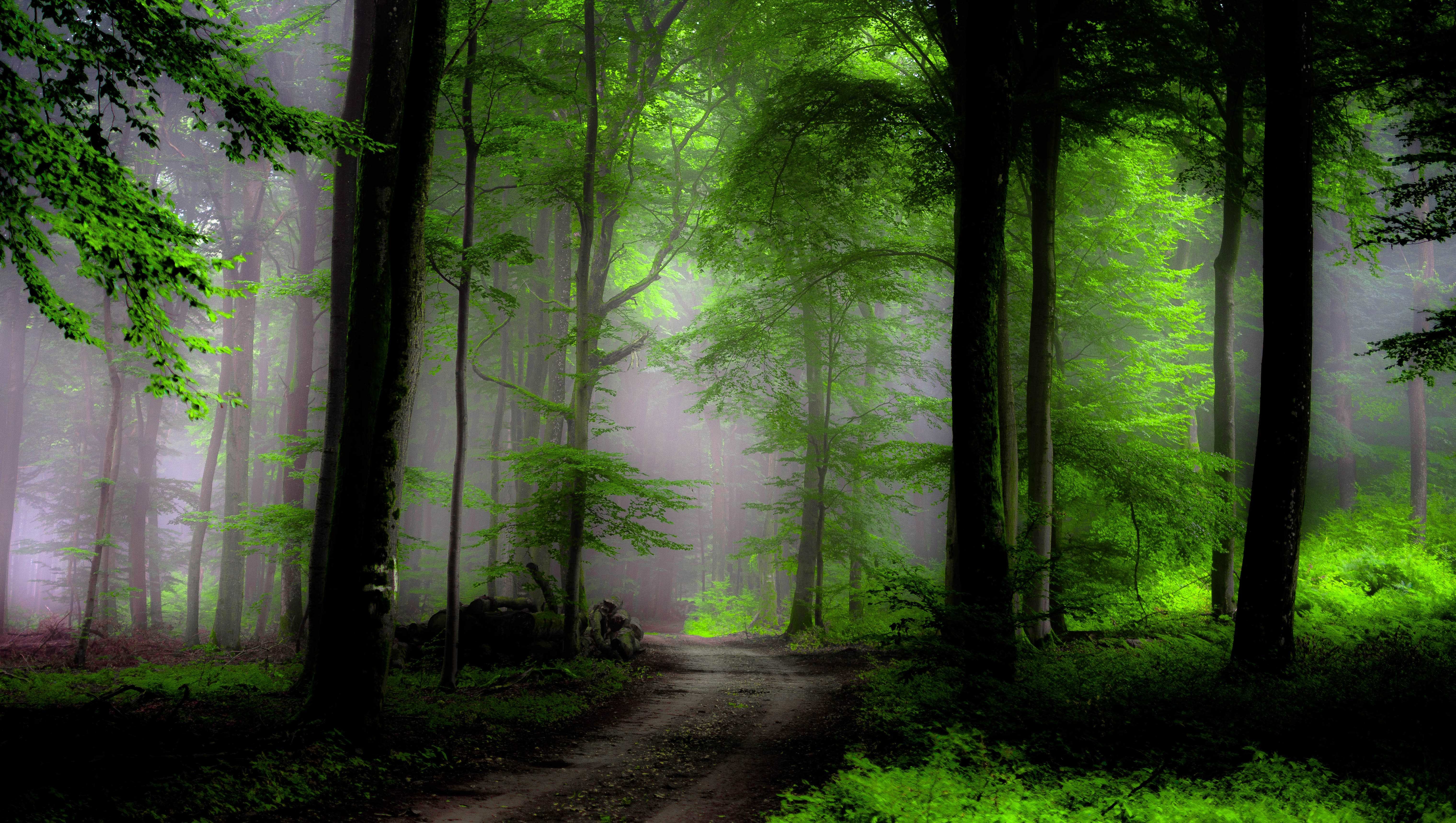 greenery, earth, forest, fog, path