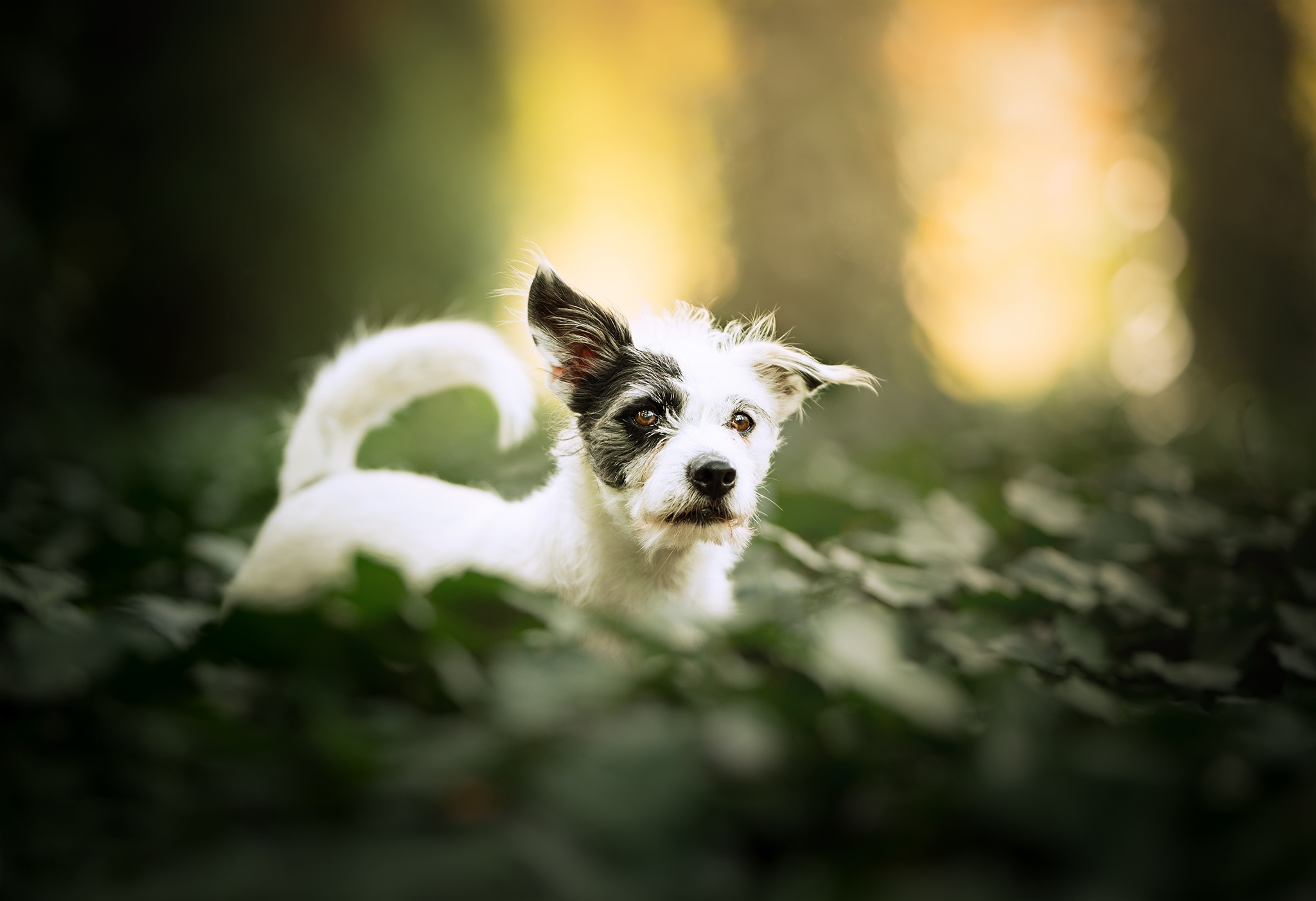 Téléchargez des papiers peints mobile Animaux, Chiens, Chien gratuitement.