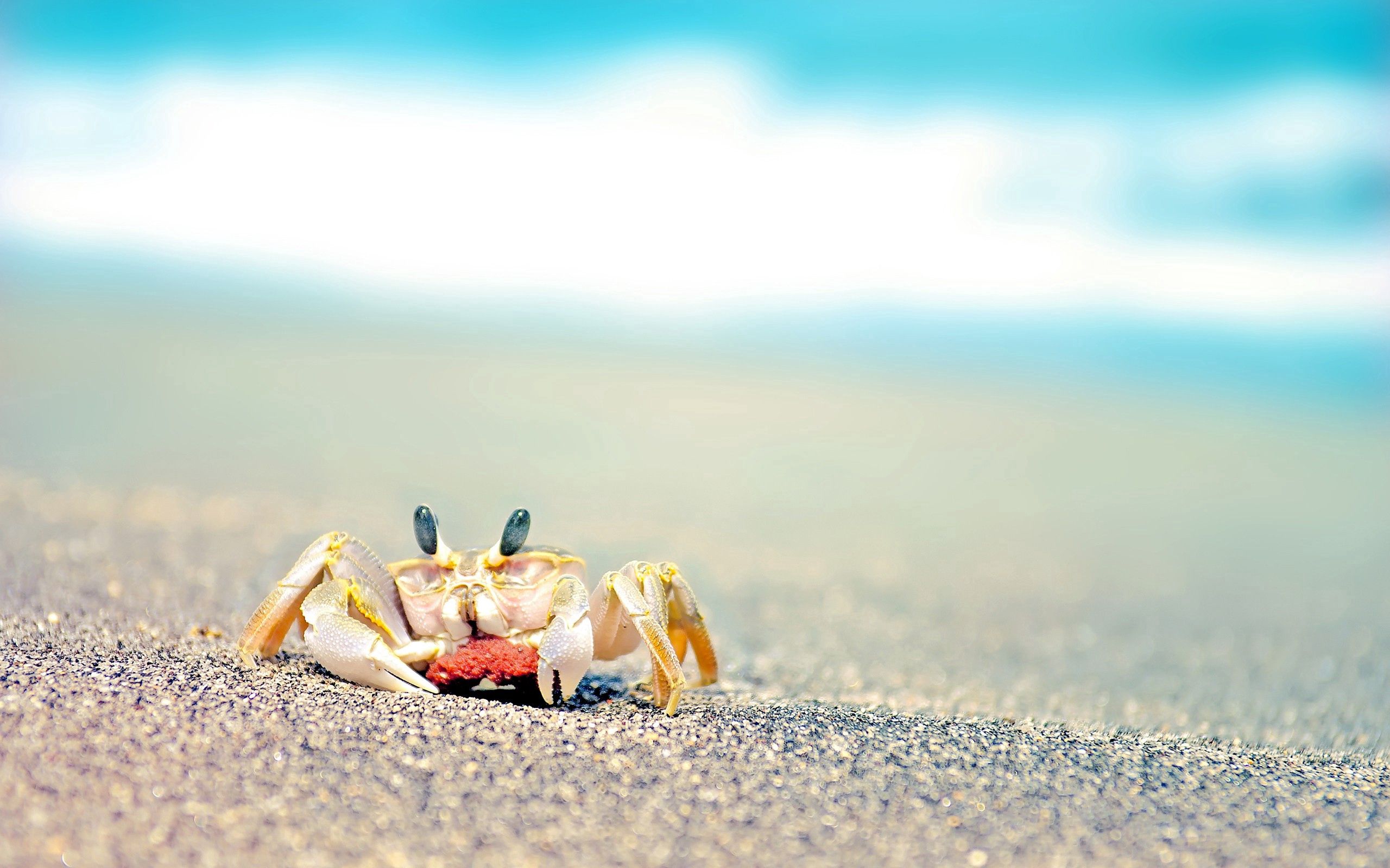 crab, animals, waves, sand, spray