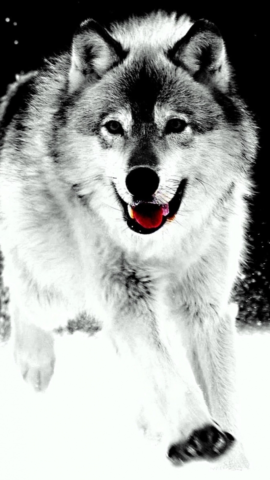 Descarga gratuita de fondo de pantalla para móvil de Animales, Lobo, Wolves.