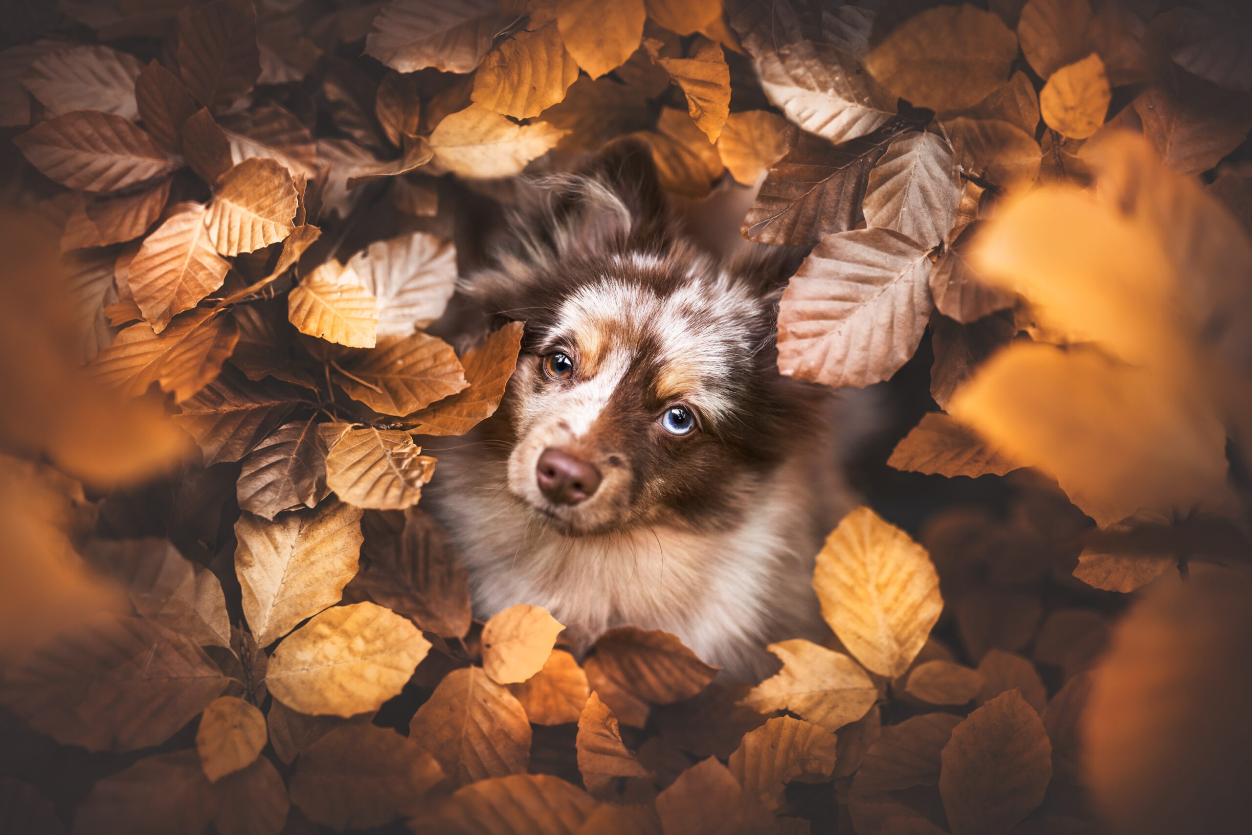 Free download wallpaper Dogs, Animal, Puppy, Australian Shepherd, Baby Animal on your PC desktop