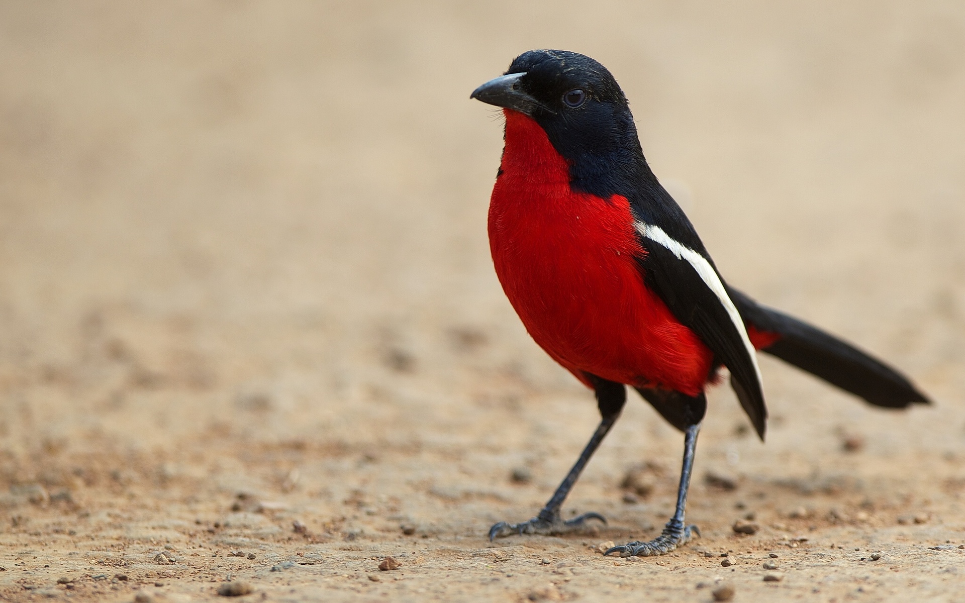 Baixar papel de parede para celular de Animais, Aves, Pássaro gratuito.