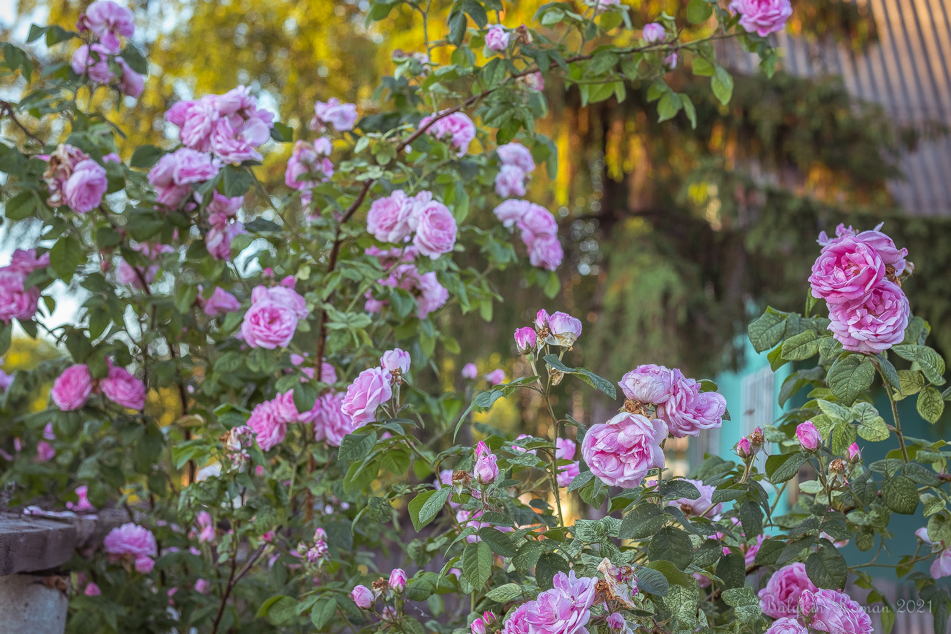 Laden Sie das Blumen, Erde/natur, Rosenstrauch-Bild kostenlos auf Ihren PC-Desktop herunter