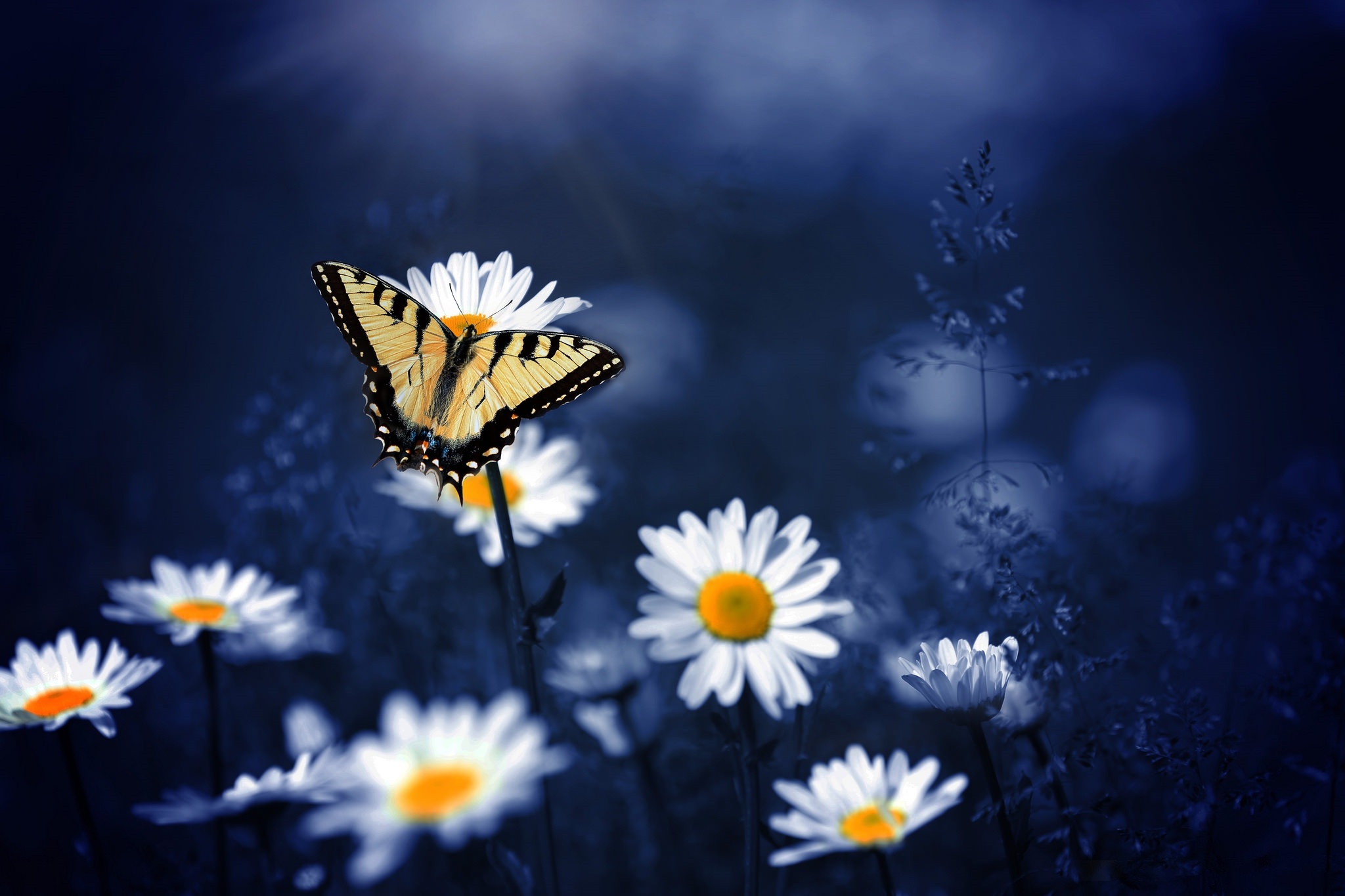 Laden Sie das Tiere, Schmetterlinge, Makro, Insekt, Weiße Blume-Bild kostenlos auf Ihren PC-Desktop herunter