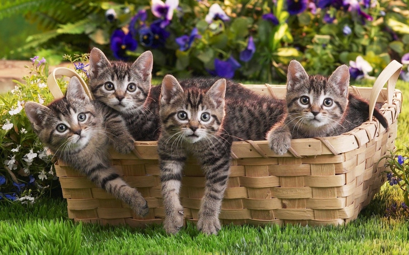 Download mobile wallpaper Cats, Cat, Kitten, Animal for free.