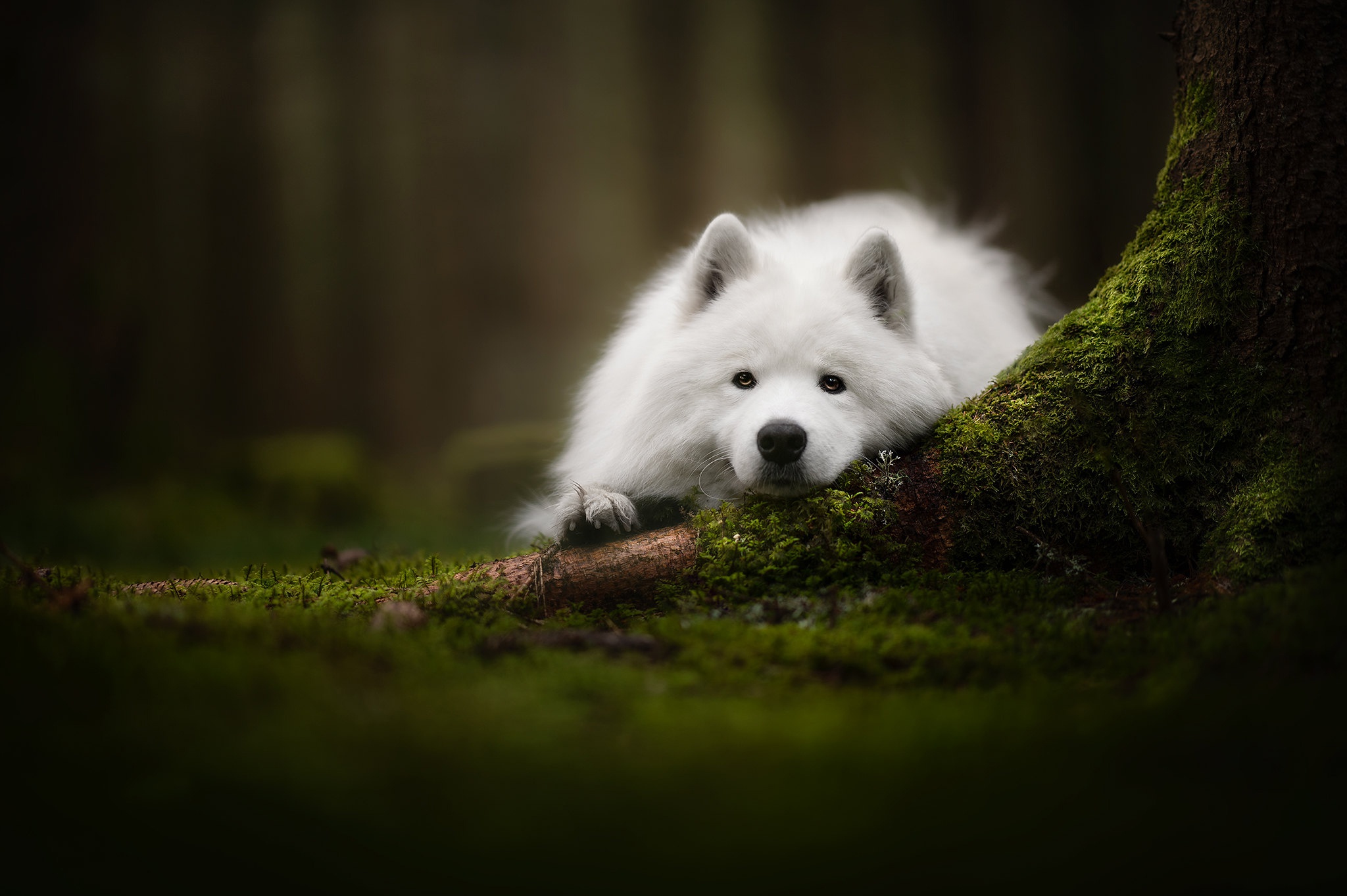 Download mobile wallpaper Dogs, Dog, Animal, Moss, Samoyed for free.