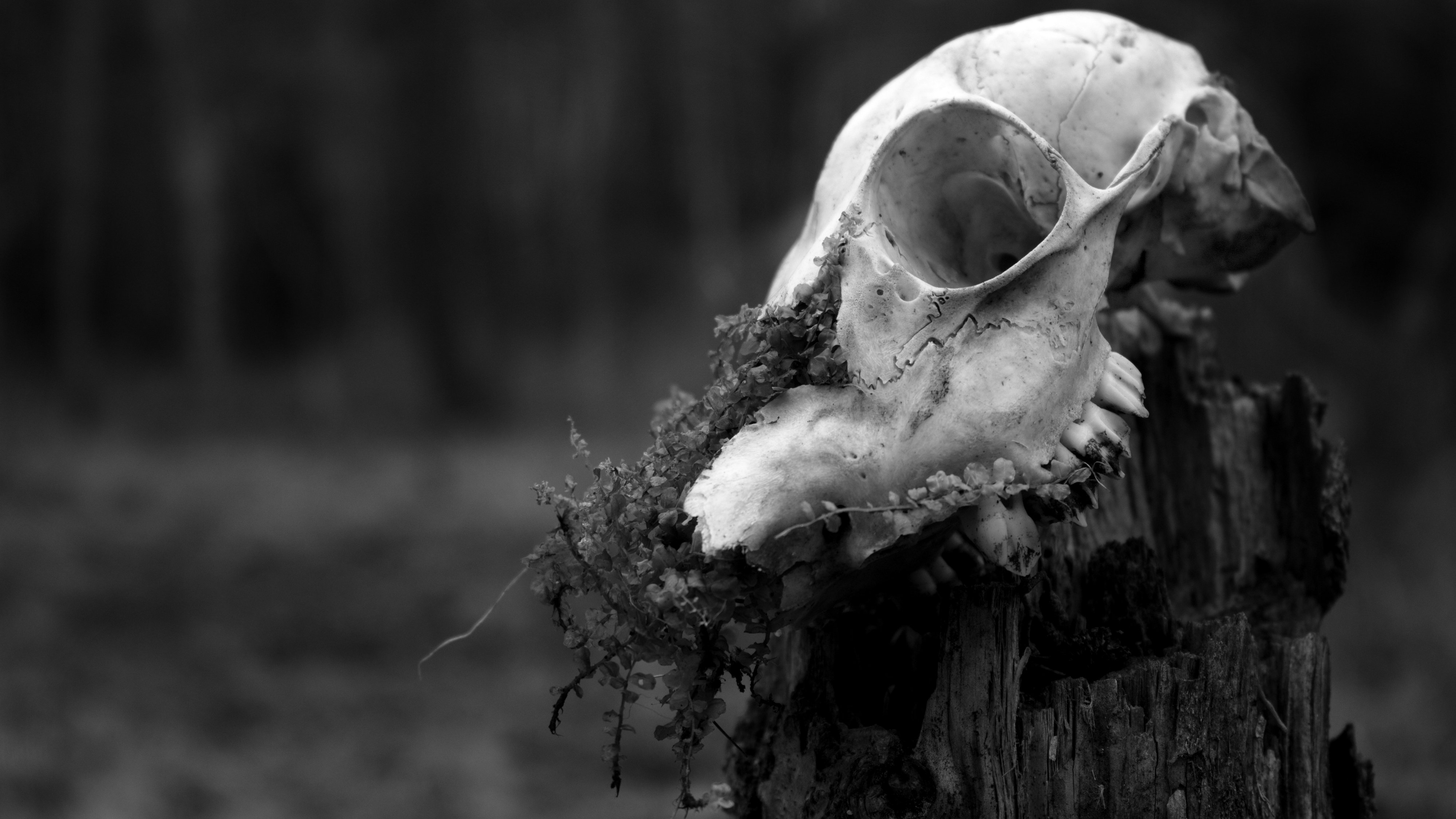 Free download wallpaper Dark, Skull on your PC desktop