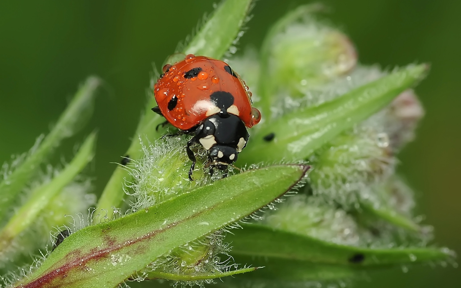 Free download wallpaper Animal, Ladybug on your PC desktop