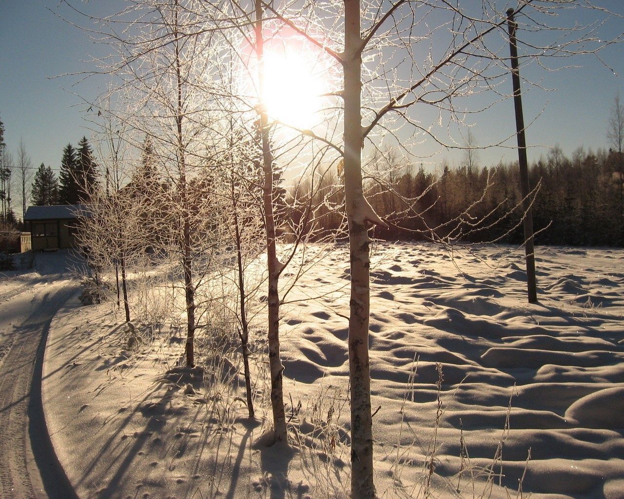 nature, sun, snow, birches, road, house, day, row
