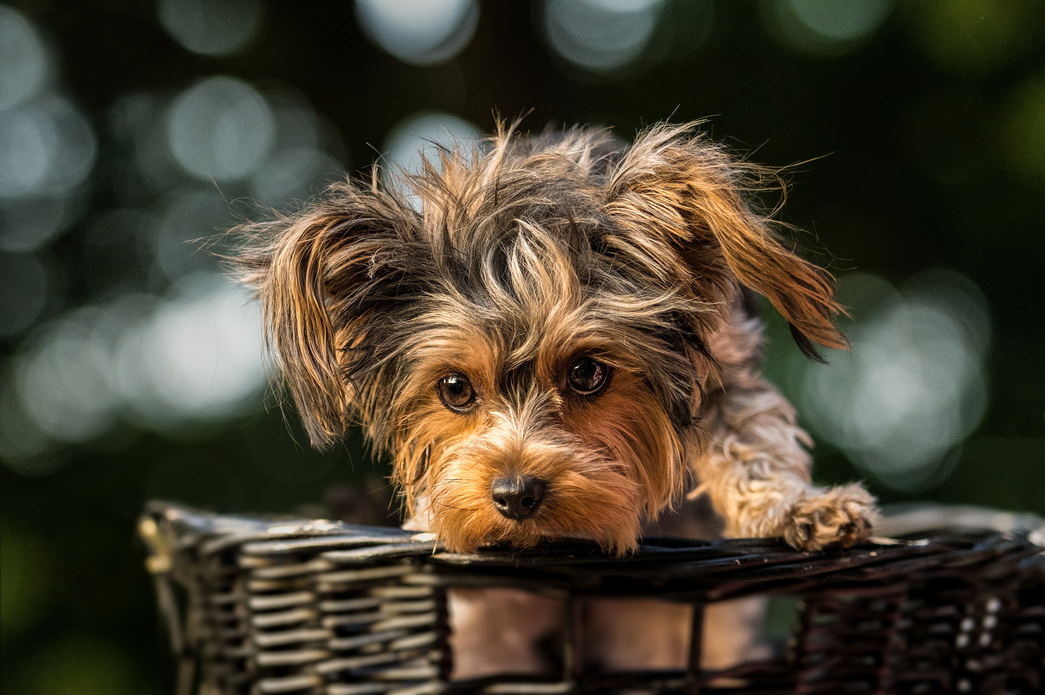 animal, puppy, baby animal, basket, cute, dog, terrier, dogs