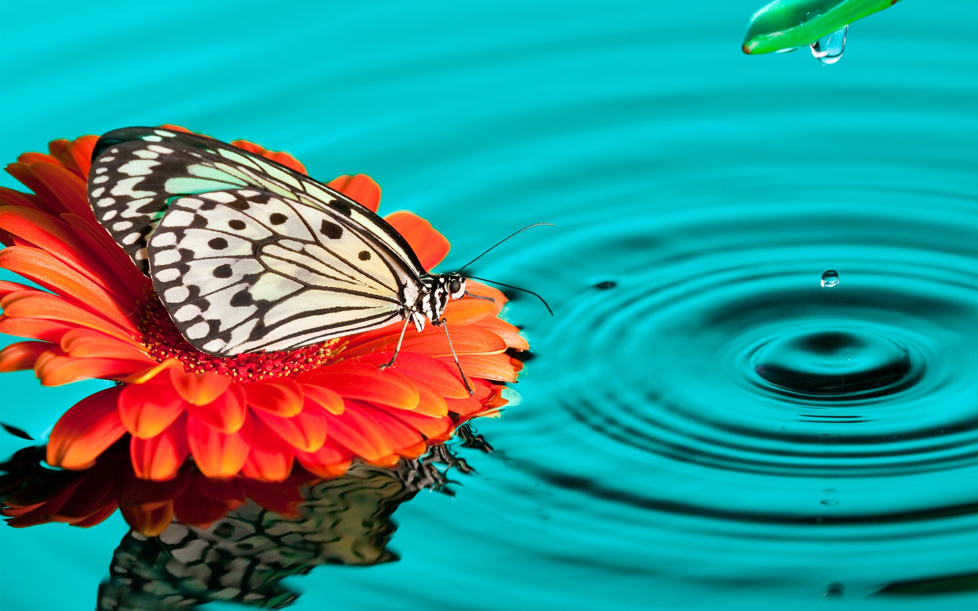 Free download wallpaper Butterfly, Animal on your PC desktop