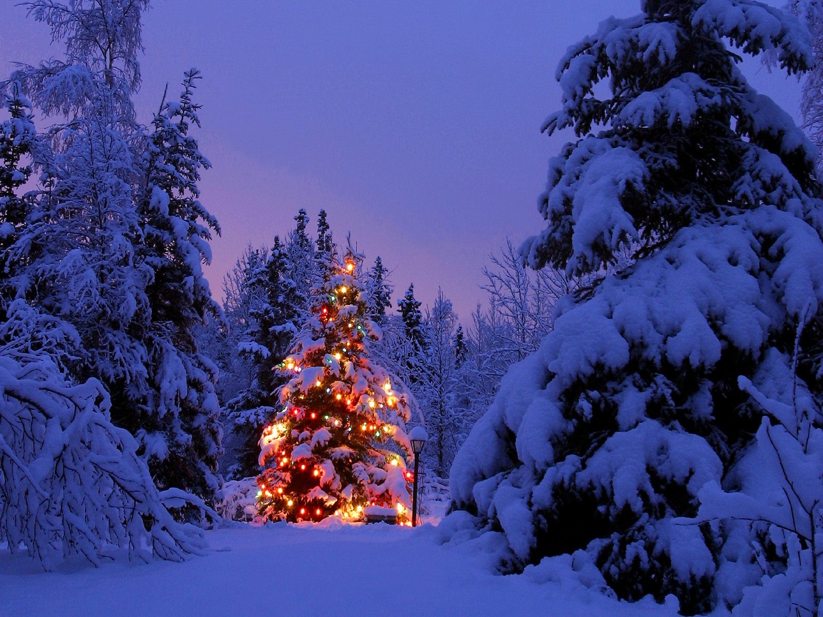 165199 скачать обои лес, дерево, свет, рождественская елка, снег, рождество, рождественские огни, праздничные, цвета - заставки и картинки бесплатно