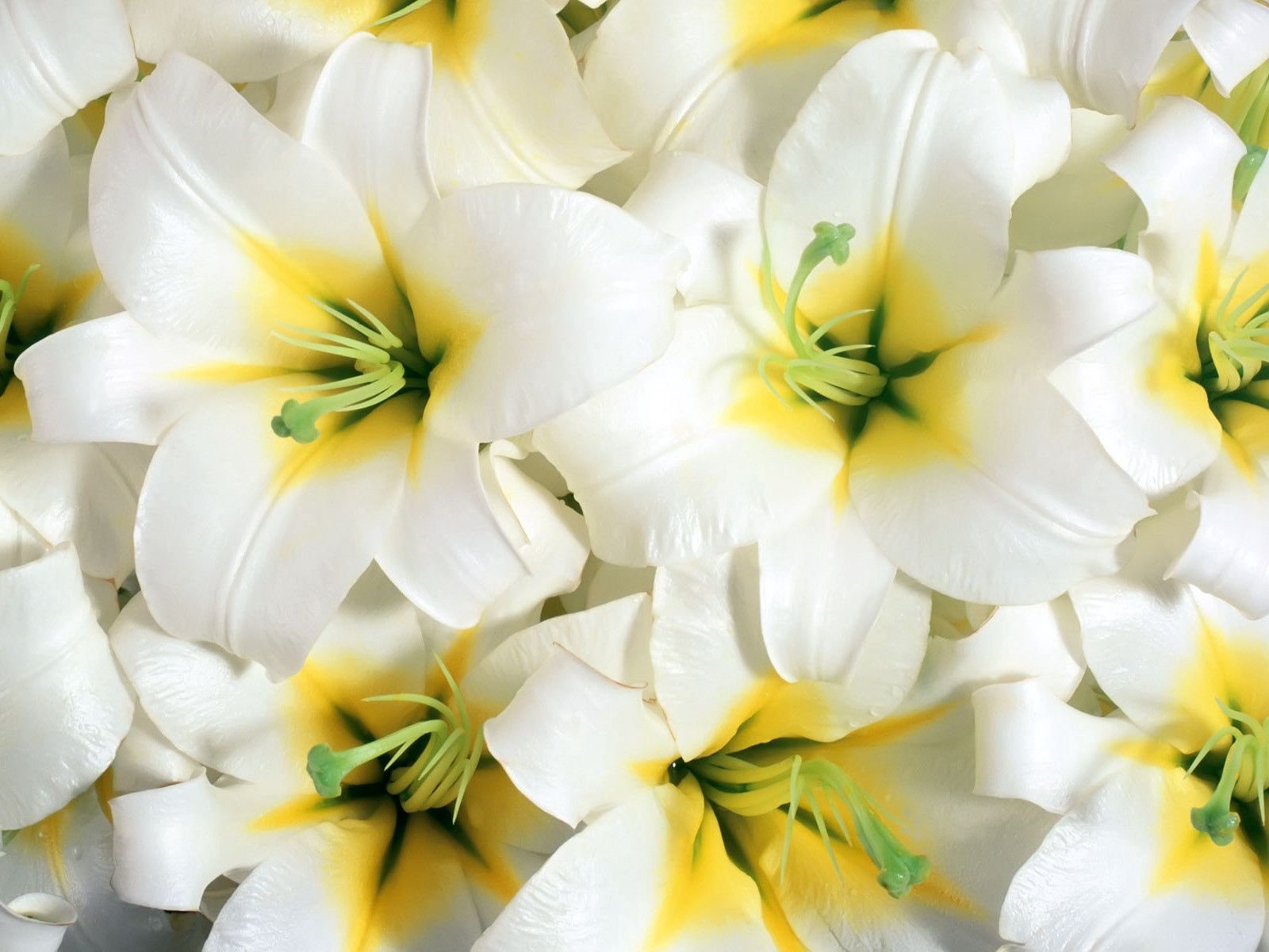 Free download wallpaper Lilies, Stamens, Flowers, Close Up on your PC desktop