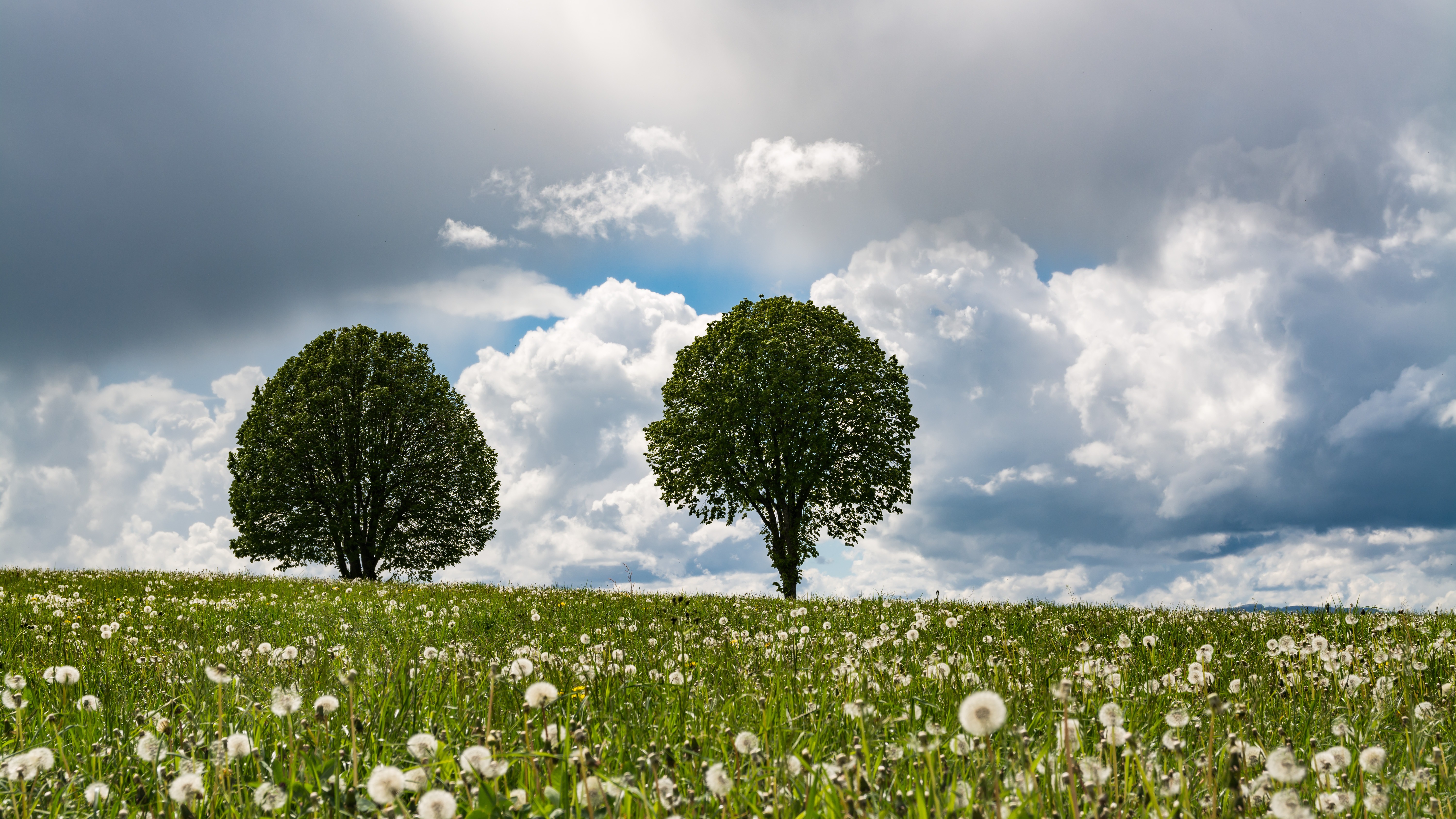 Download mobile wallpaper Nature, Sky, Summer, Tree, Earth, Field, Cloud, Dandelion for free.