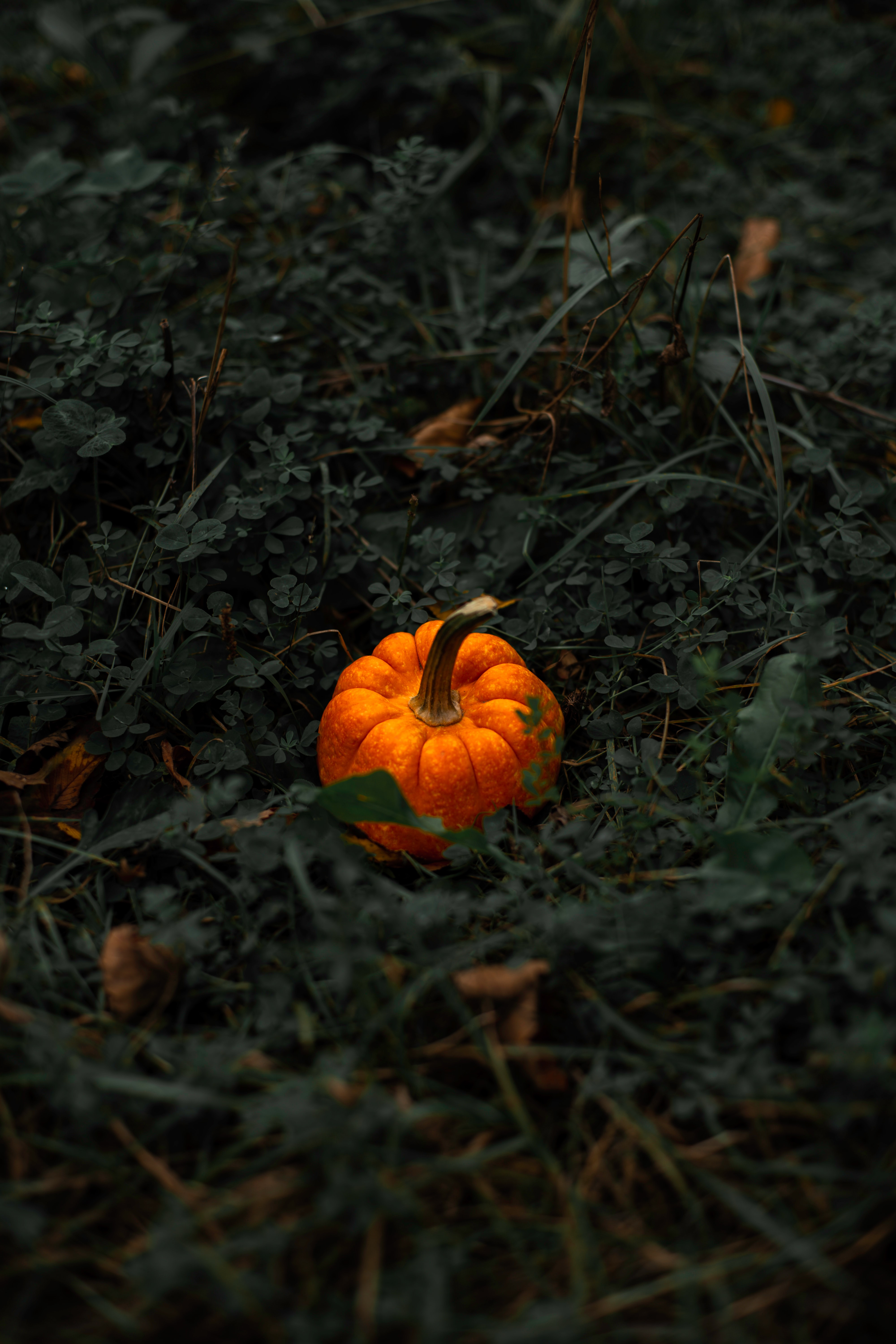 pumpkin, miscellaneous, grass, leaves, miscellanea