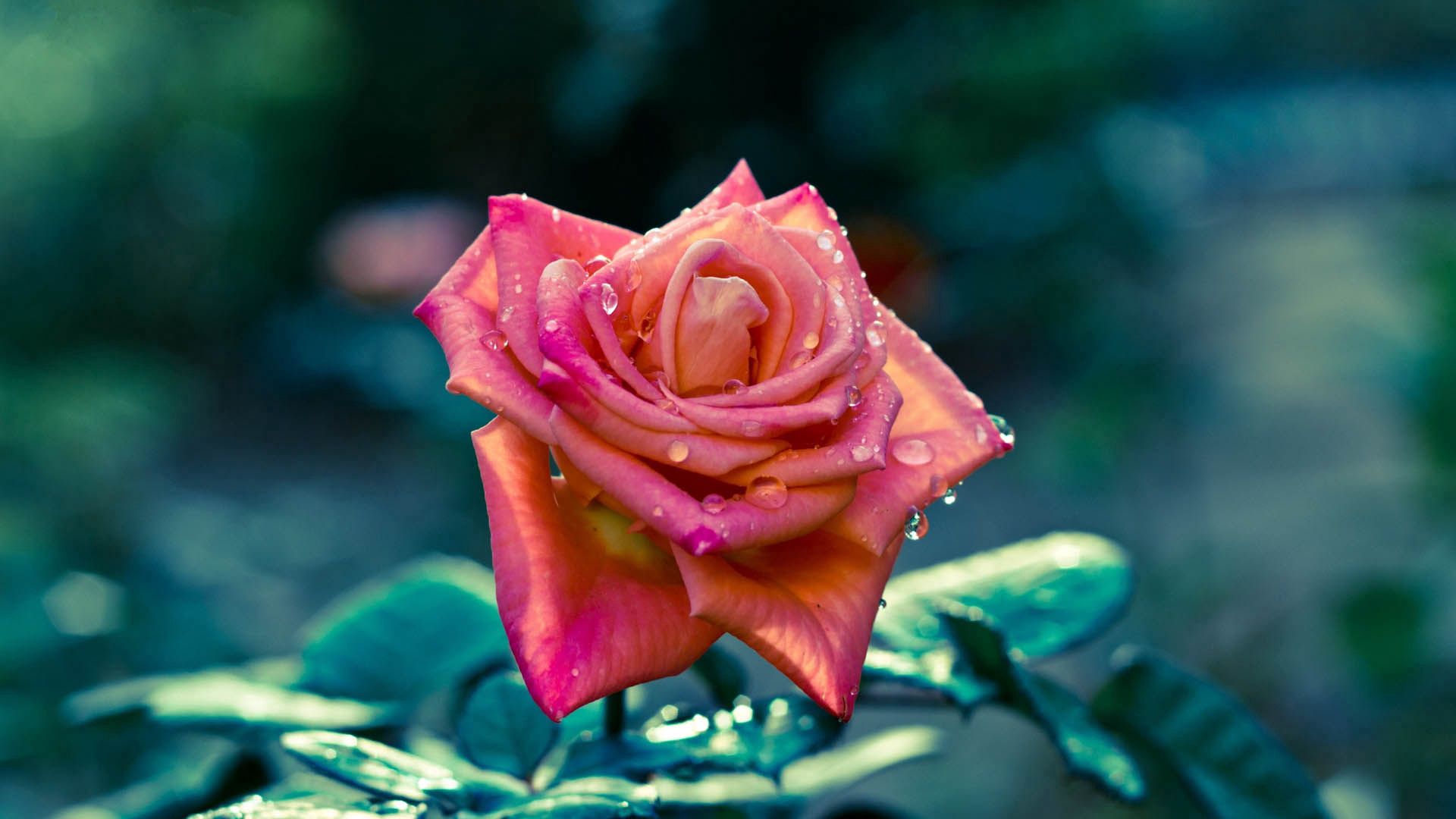 Скачать обои бесплатно Полосатый, Лепестки, Роза, Растение, Капли, Цветы картинка на рабочий стол ПК