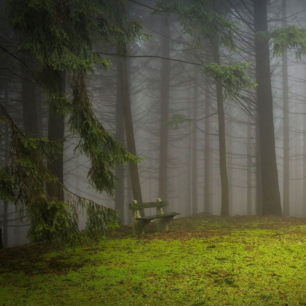 Скачать картинку Лес, Дерево, Туман, Зеленый, Скамья, Сделано Человеком в телефон бесплатно.