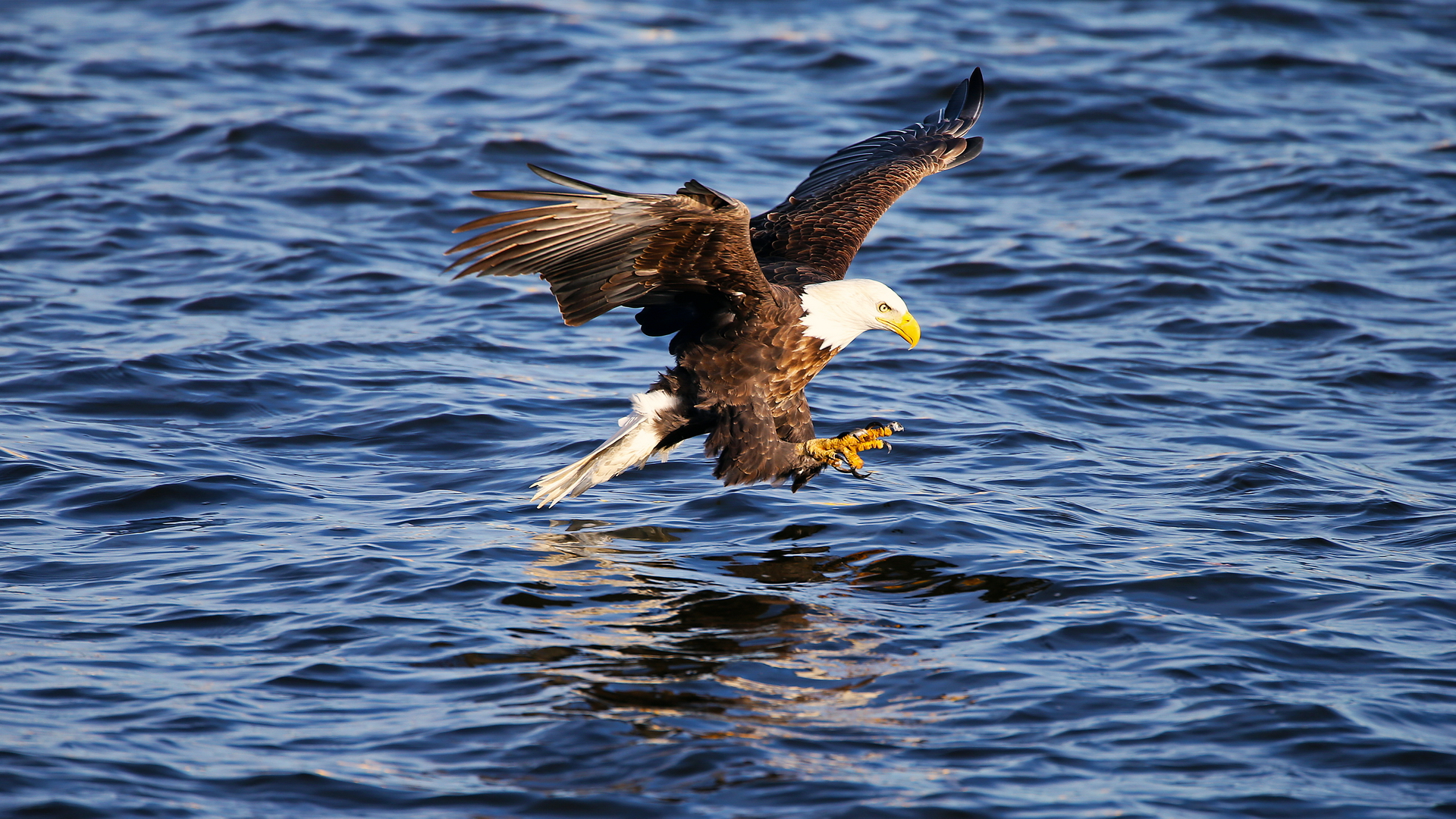 Download mobile wallpaper Animal, Bald Eagle for free.