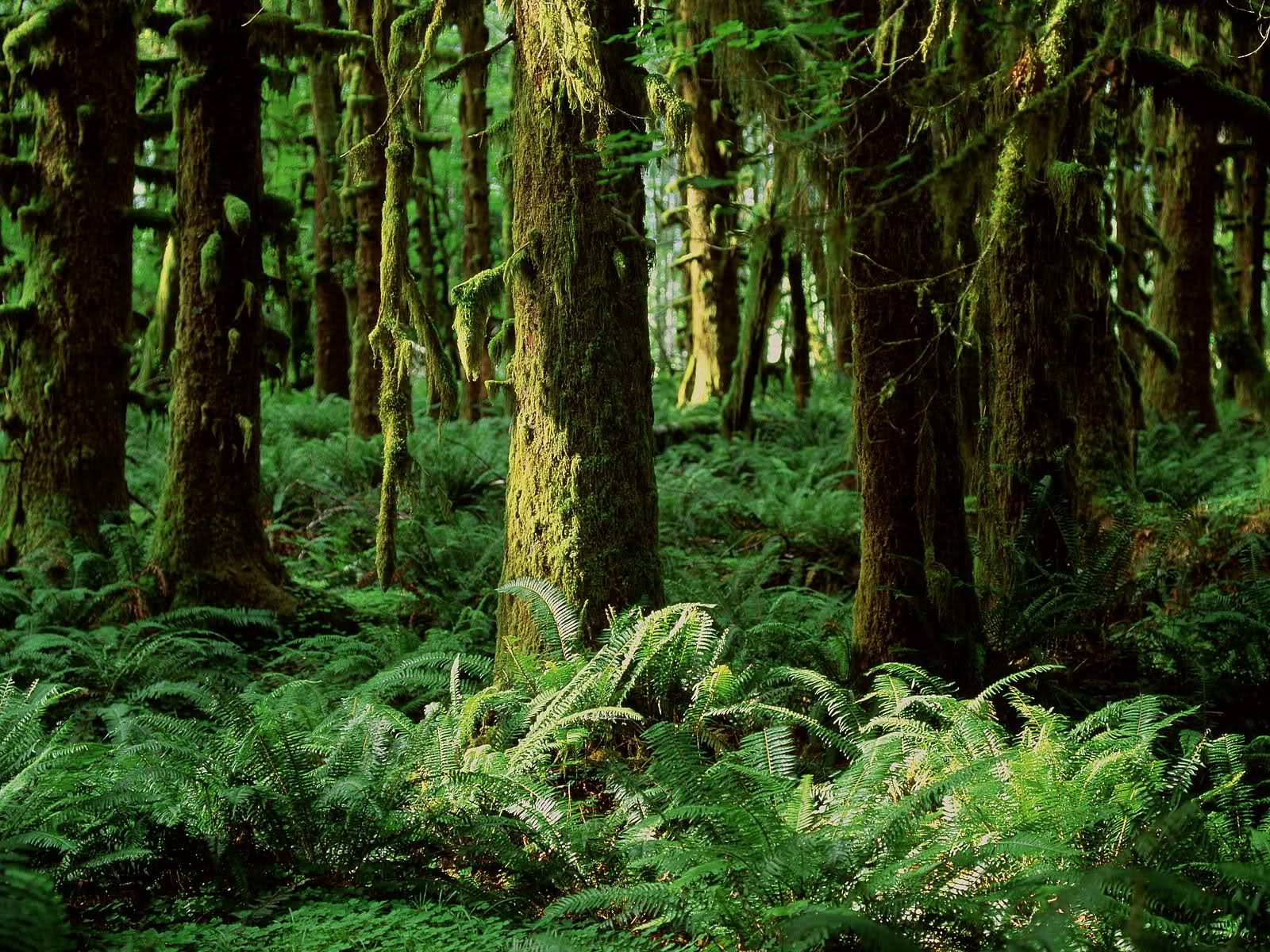 Téléchargez gratuitement l'image Forêt, Terre/nature sur le bureau de votre PC