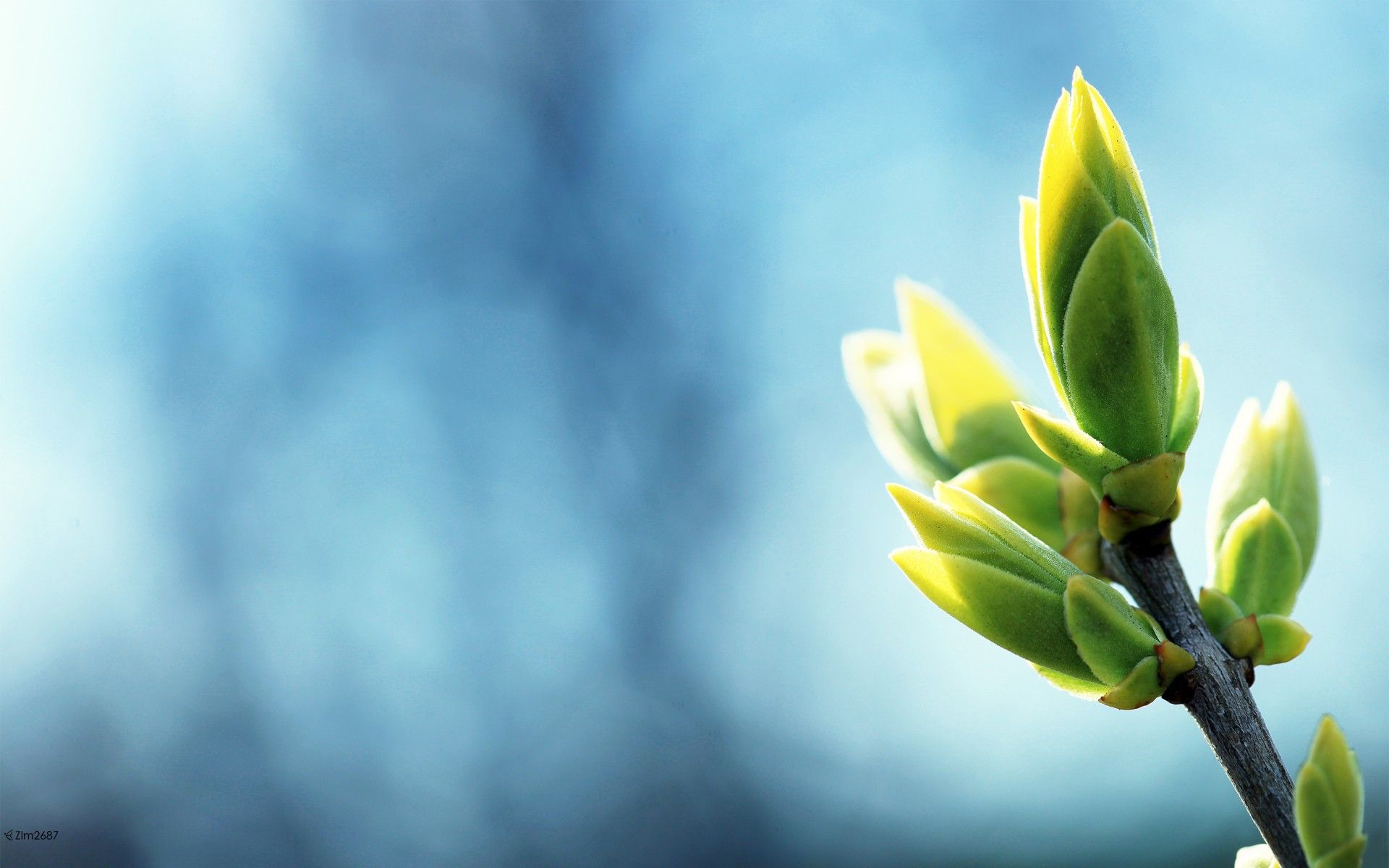 Téléchargez gratuitement l'image Plante, Terre/nature sur le bureau de votre PC