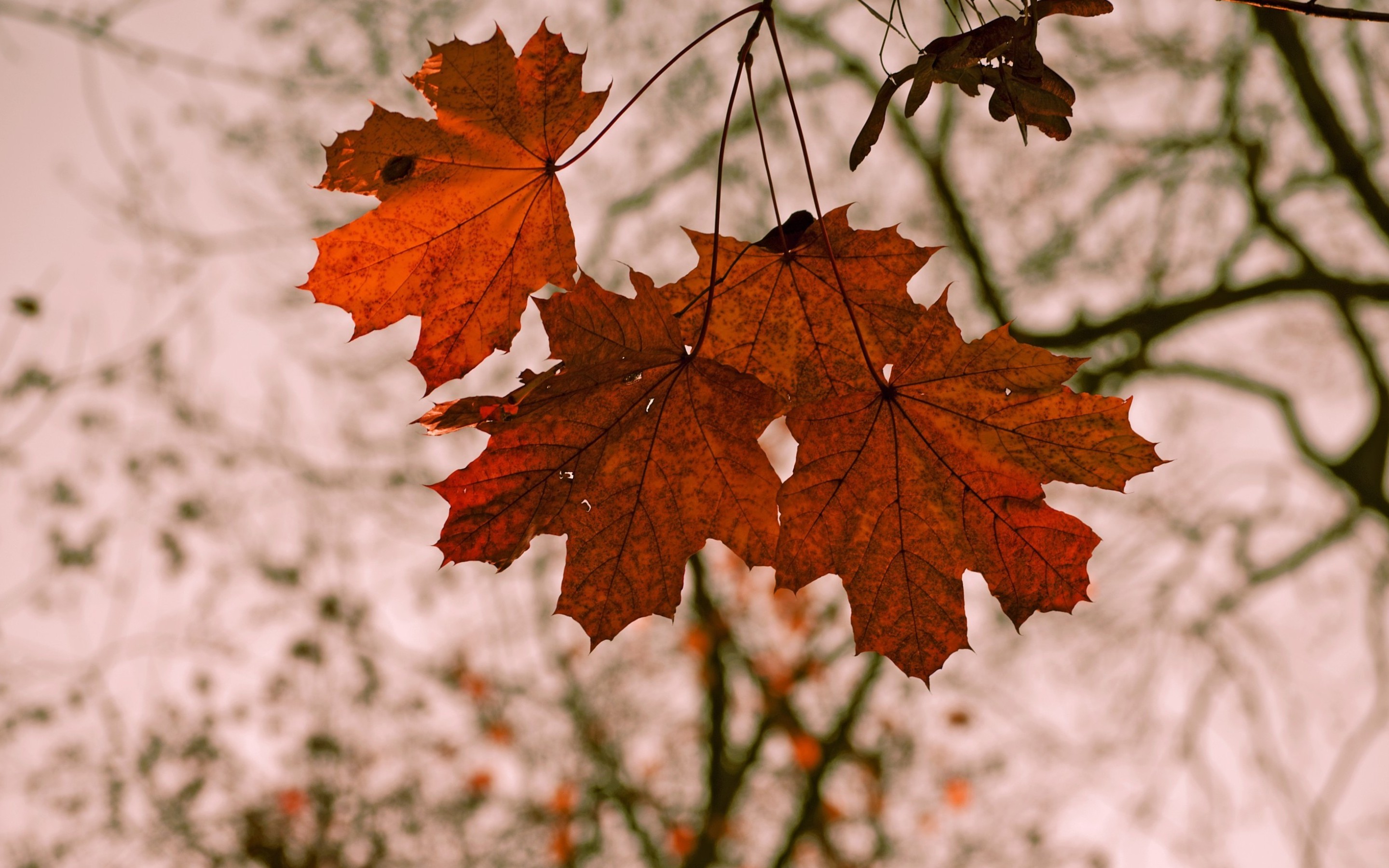 662088 скачать картинку земля/природа, лист, осень, кленовый лист - обои и заставки бесплатно