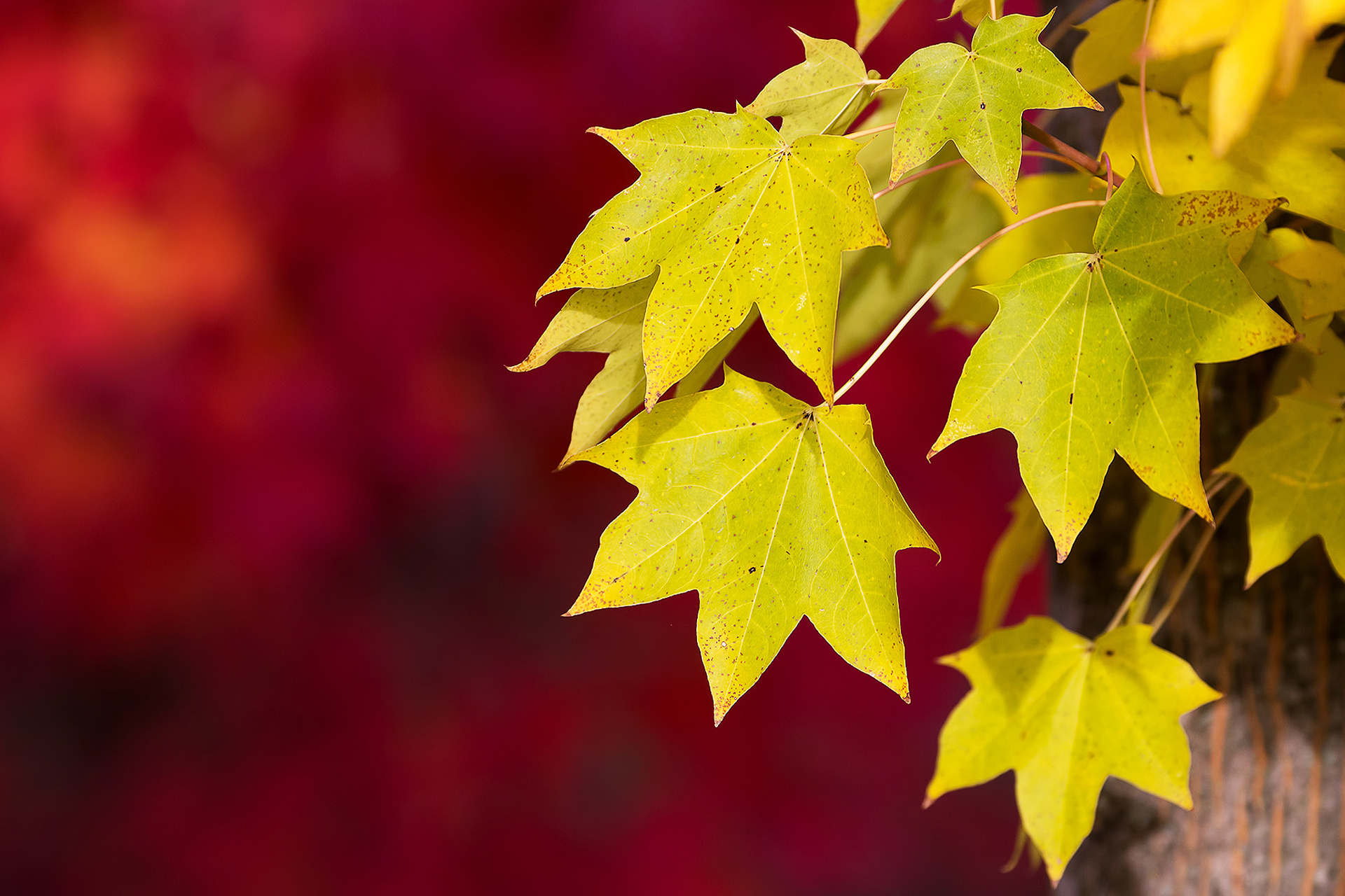 Laden Sie das Blatt, Erde/natur-Bild kostenlos auf Ihren PC-Desktop herunter