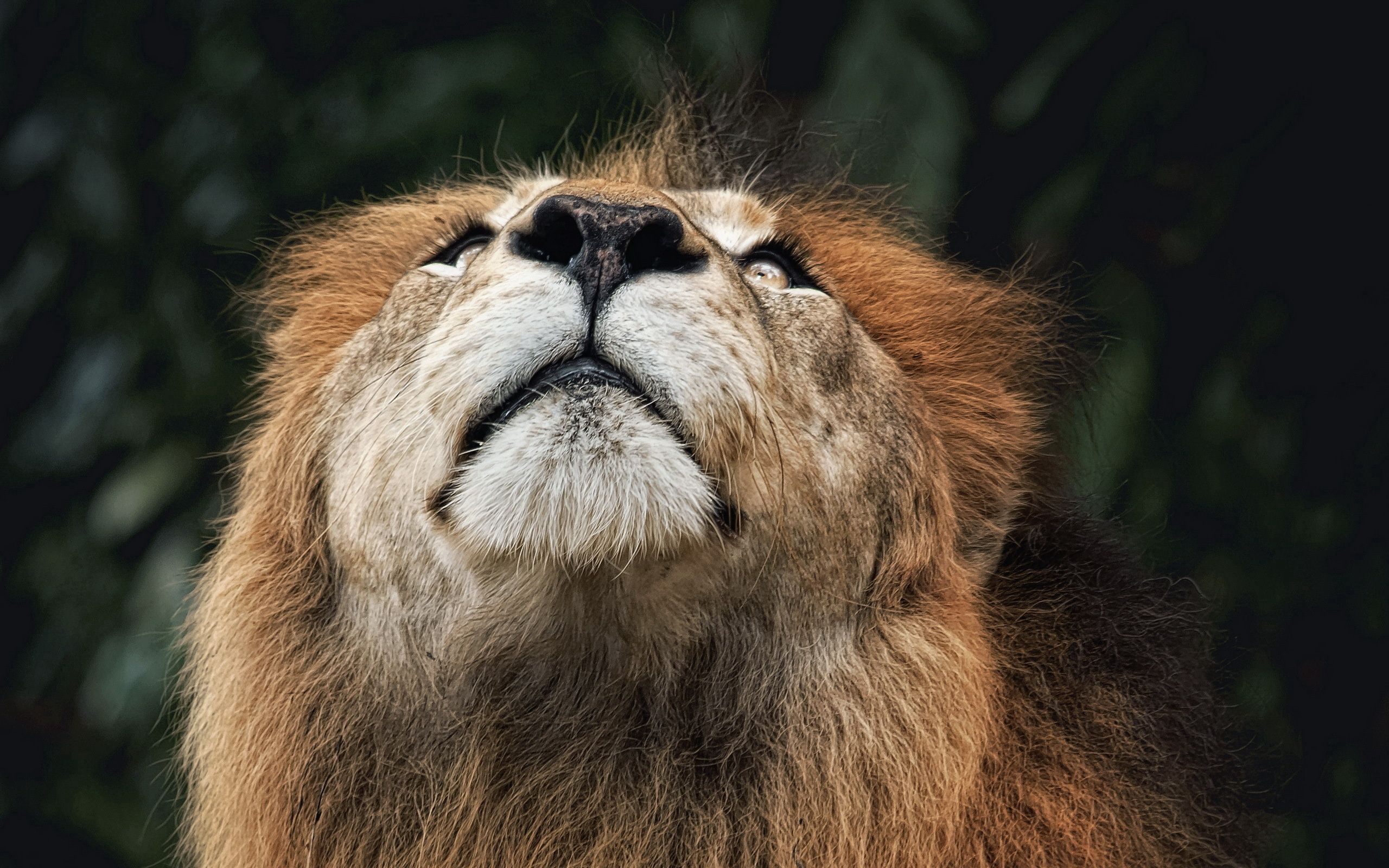 animals, muzzle, lion, nose, look up, looking up