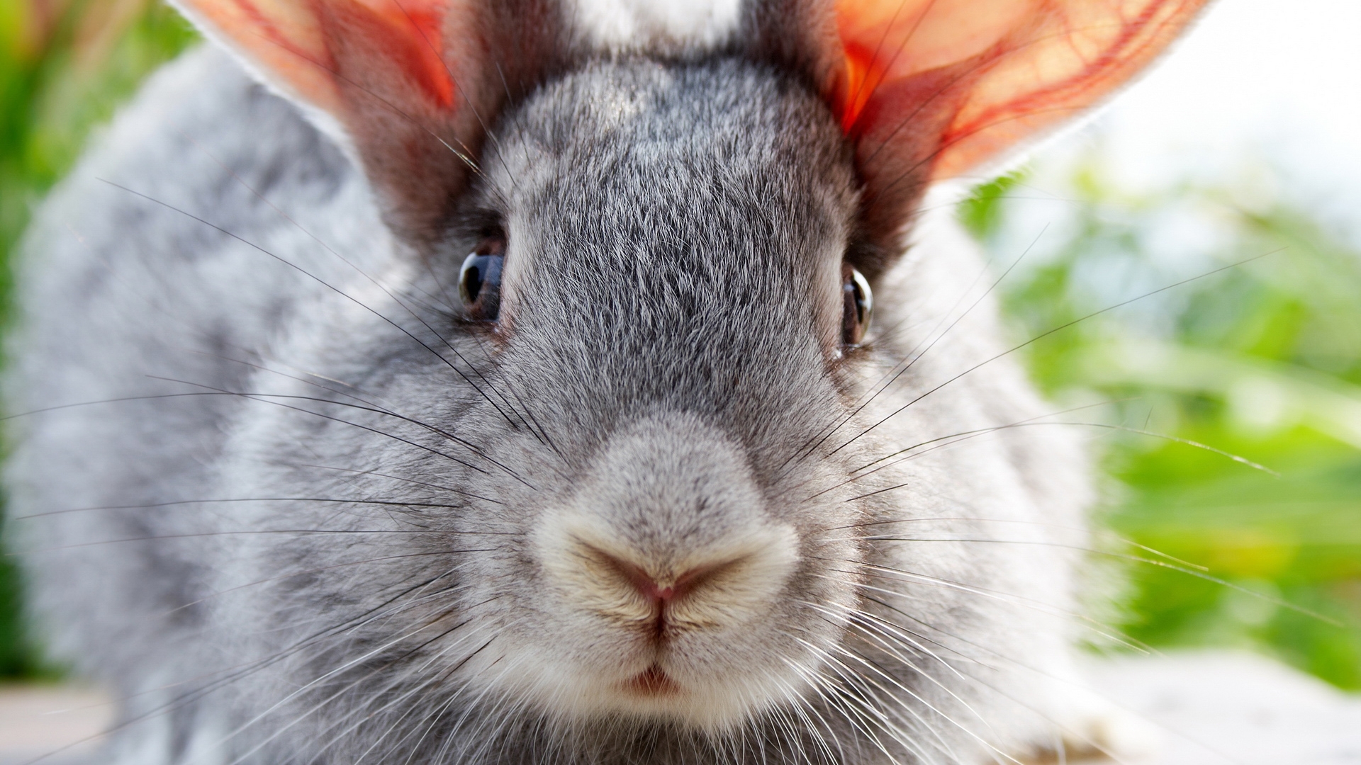 26174 завантажити шпалери кролики, тварини, сірий - заставки і картинки безкоштовно