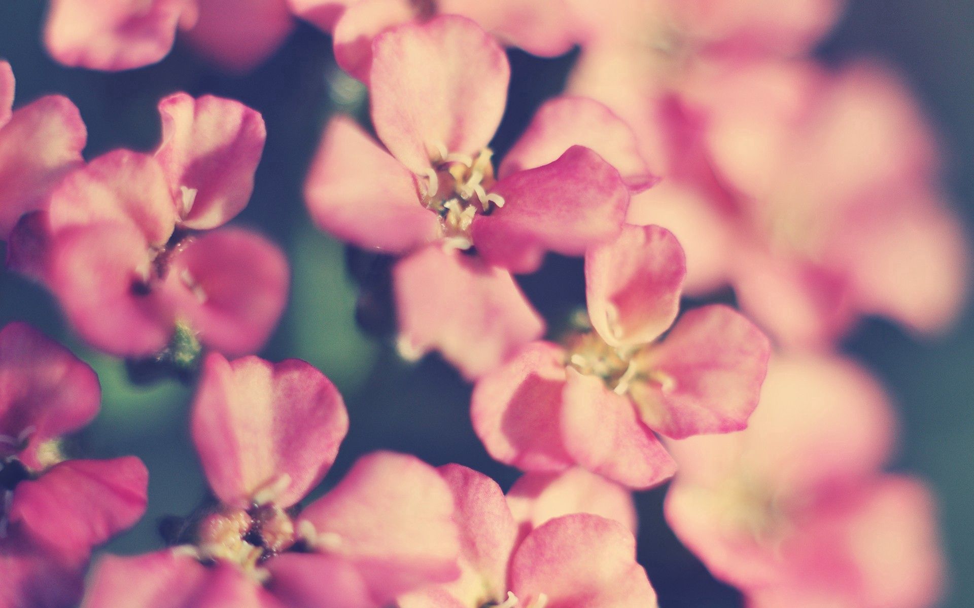 Download mobile wallpaper Macro, Petals, Flowers, Shine, Light, Background for free.