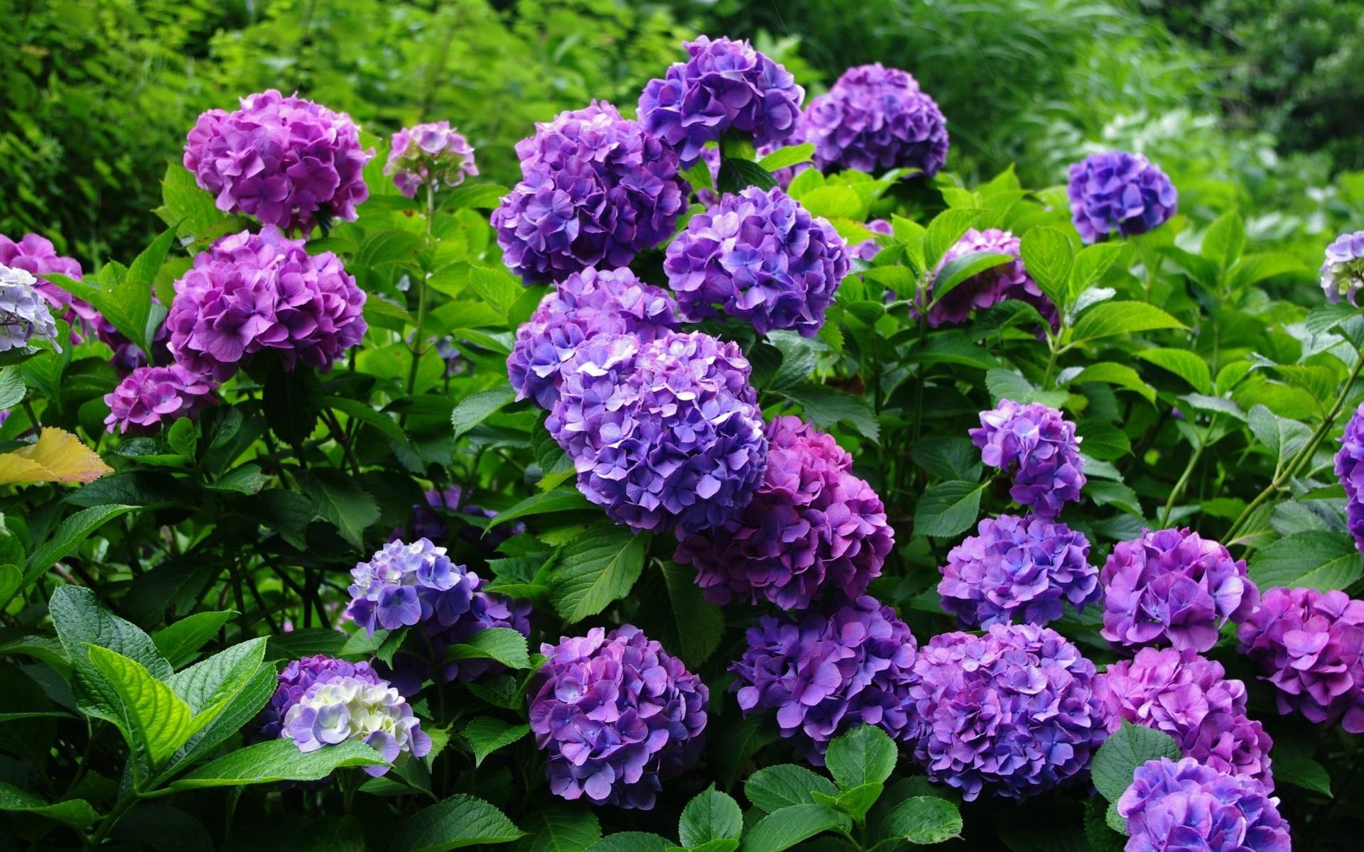 Free download wallpaper Flowers, Flower, Leaf, Earth, Hydrangea, Purple Flower on your PC desktop