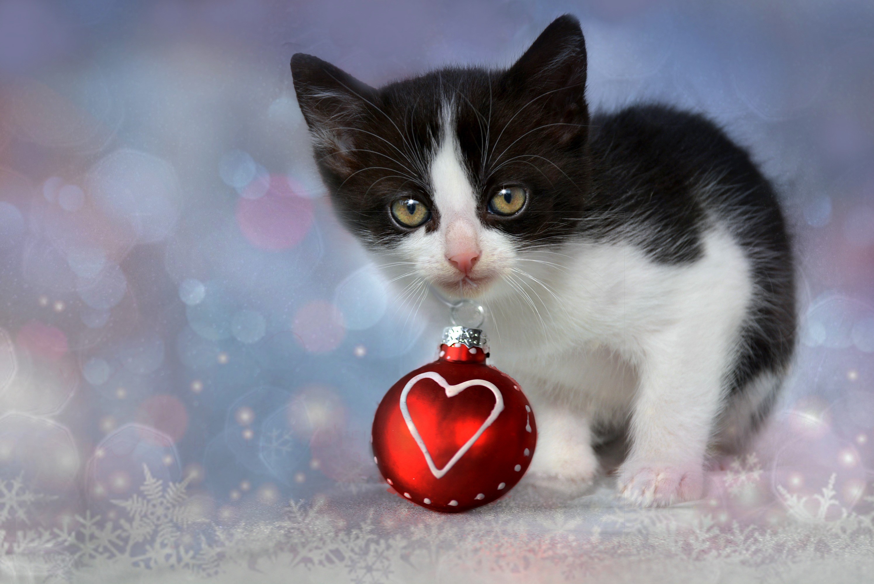 Handy-Wallpaper Feiertage, Weihnachten, Kätzchen, Süß, Weihnachtsschmuck, Herz, Tierbaby kostenlos herunterladen.