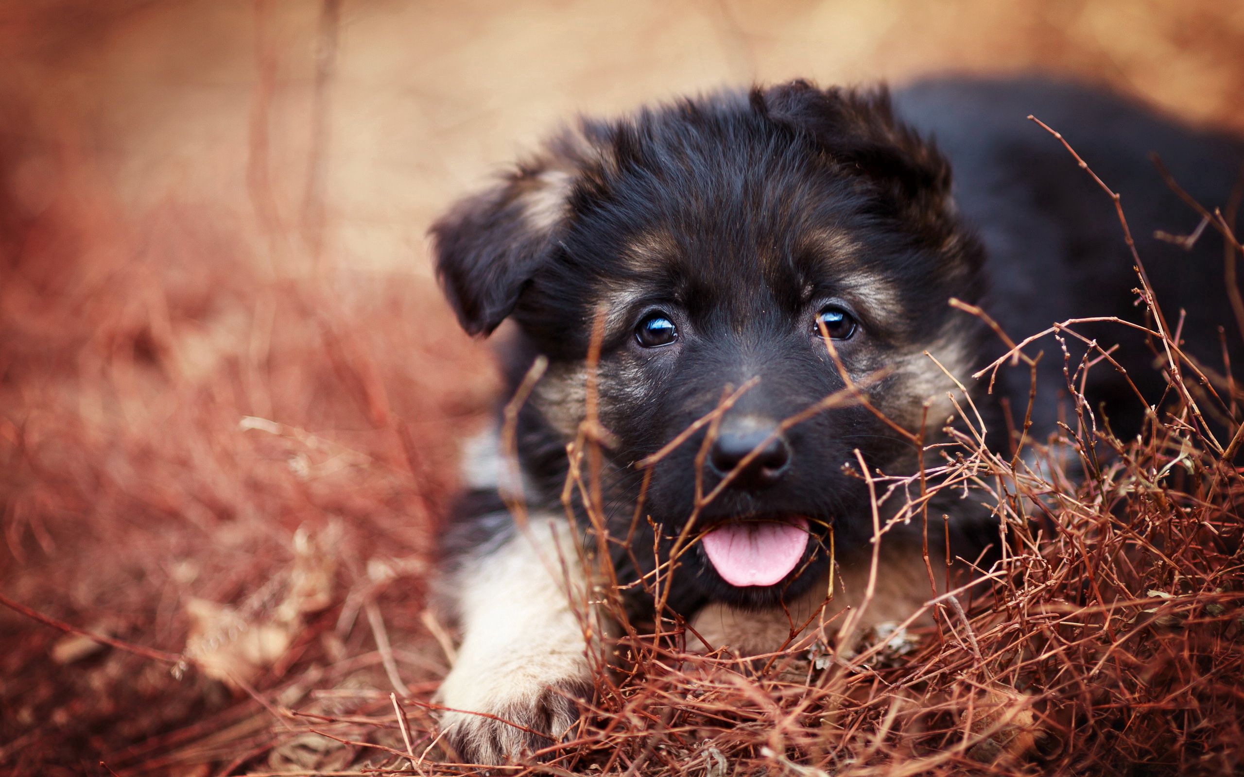 Free download wallpaper Muzzle, Opinion, Sight, Tongue Stuck Out, Protruding Tongue, Puppy, Animals on your PC desktop
