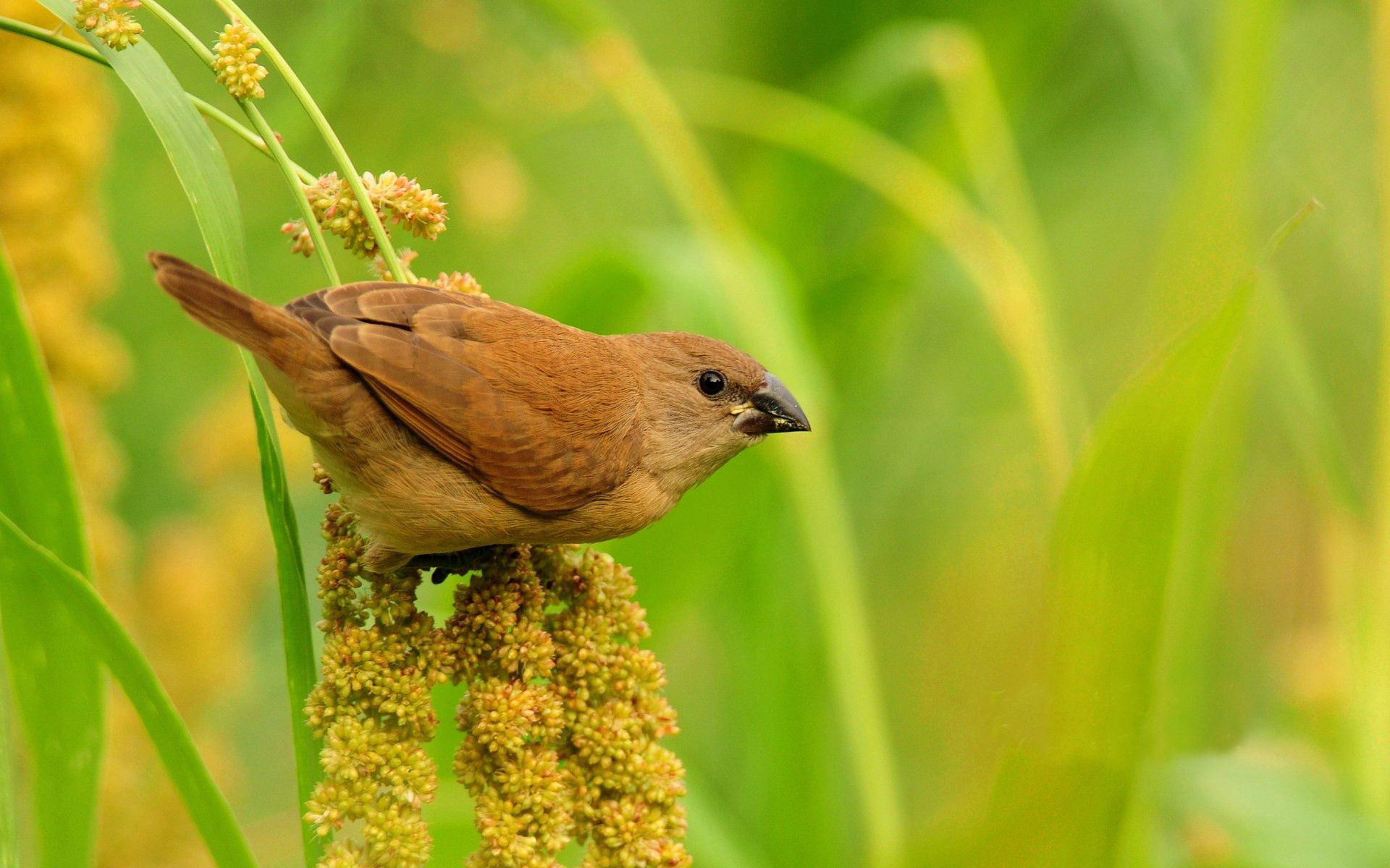 Laden Sie das Vogel, Ast, Zweig, Grass, Blumen, Tiere-Bild kostenlos auf Ihren PC-Desktop herunter