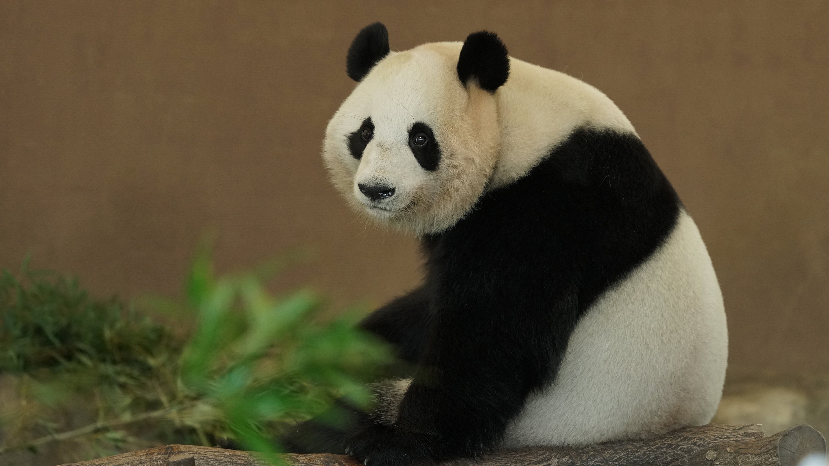 Free download wallpaper Animal, Panda on your PC desktop