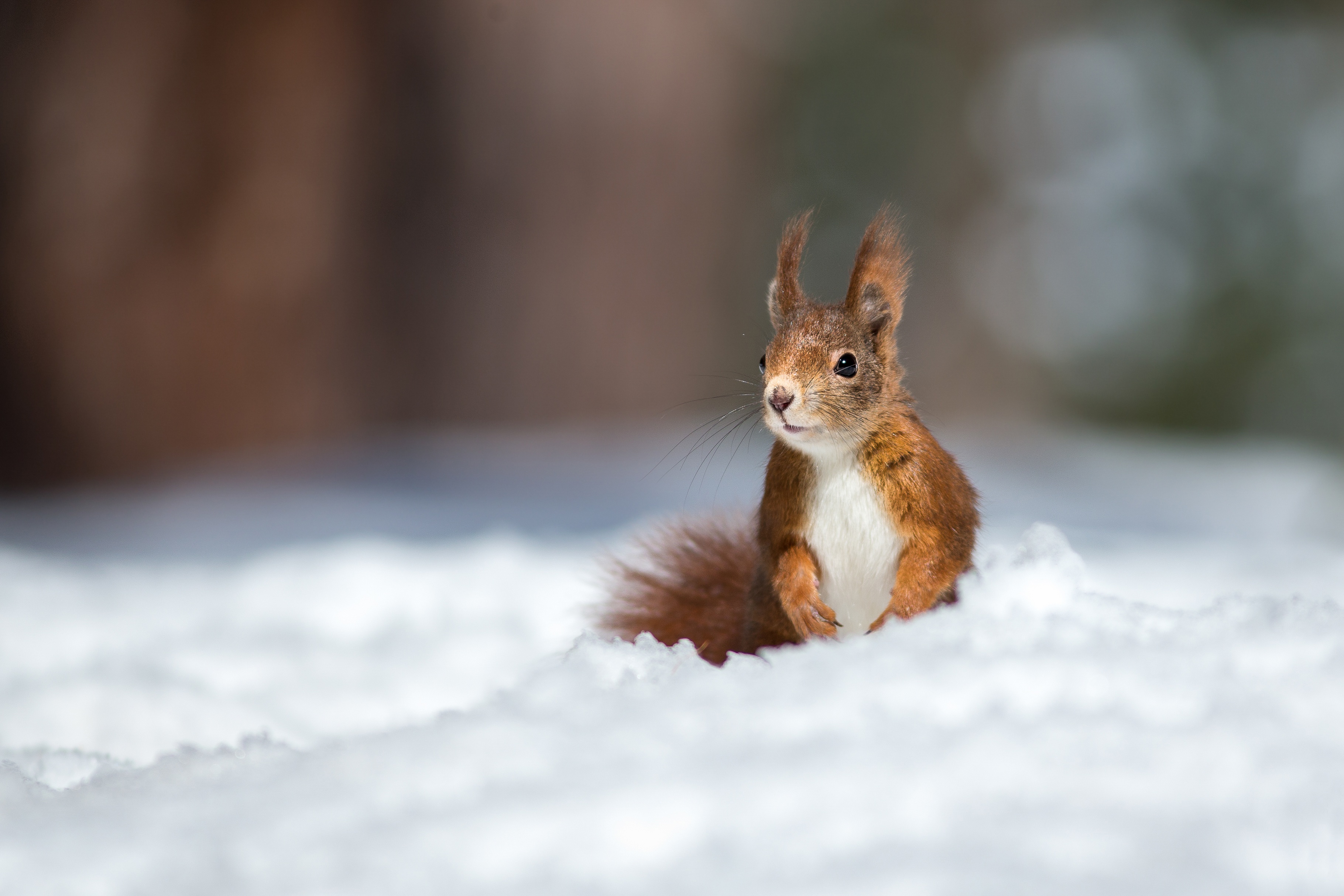 Download mobile wallpaper Squirrel, Snow, Animal, Rodent for free.