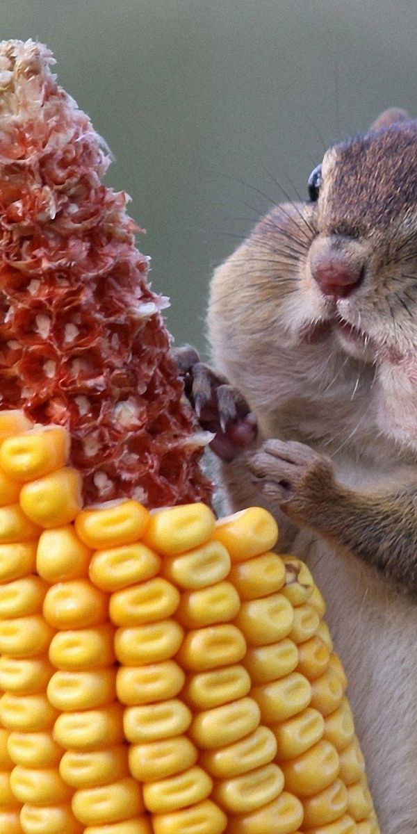 Desktop wallpaper: Funny, Animal, Chipmunk, Corn 4K free download for ...