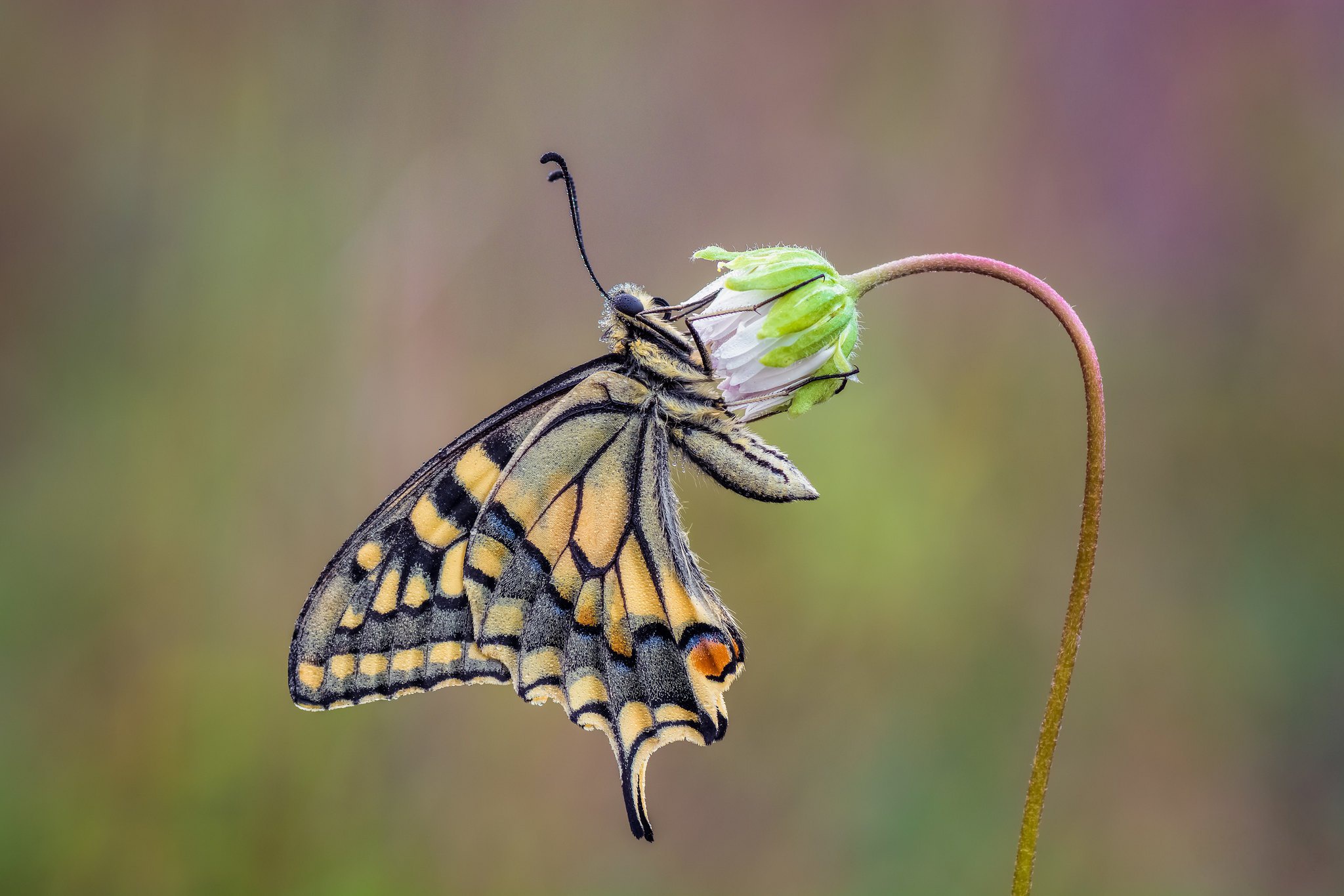 Free download wallpaper Macro, Insect, Butterfly, Animal on your PC desktop