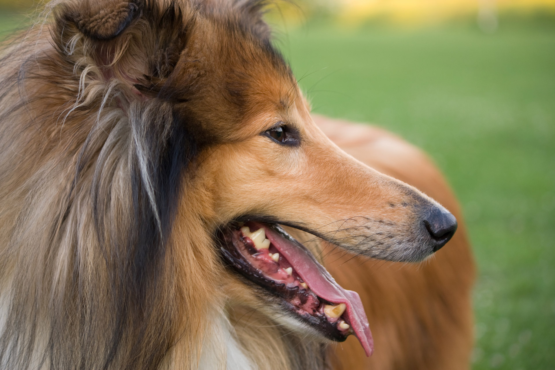Download mobile wallpaper Dogs, Dog, Animal, Rough Collie for free.