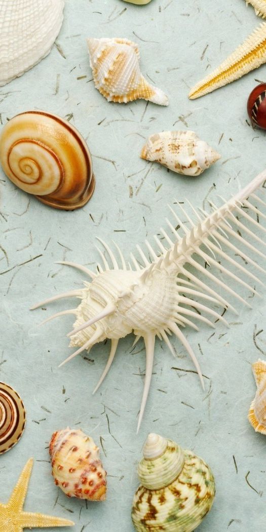 Desktop wallpaper: Background, Shells 4K free download for PC. 18596