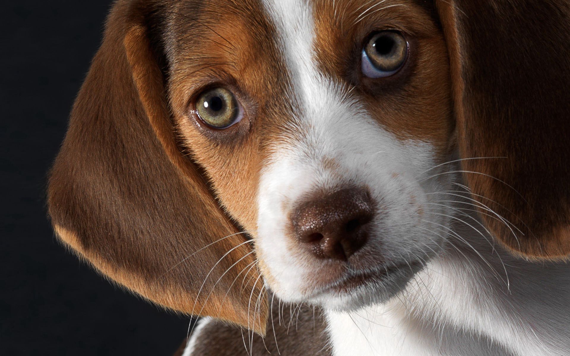 Free download wallpaper Dog, Muzzle, Puppy, Ears, Beagle, Animals on your PC desktop