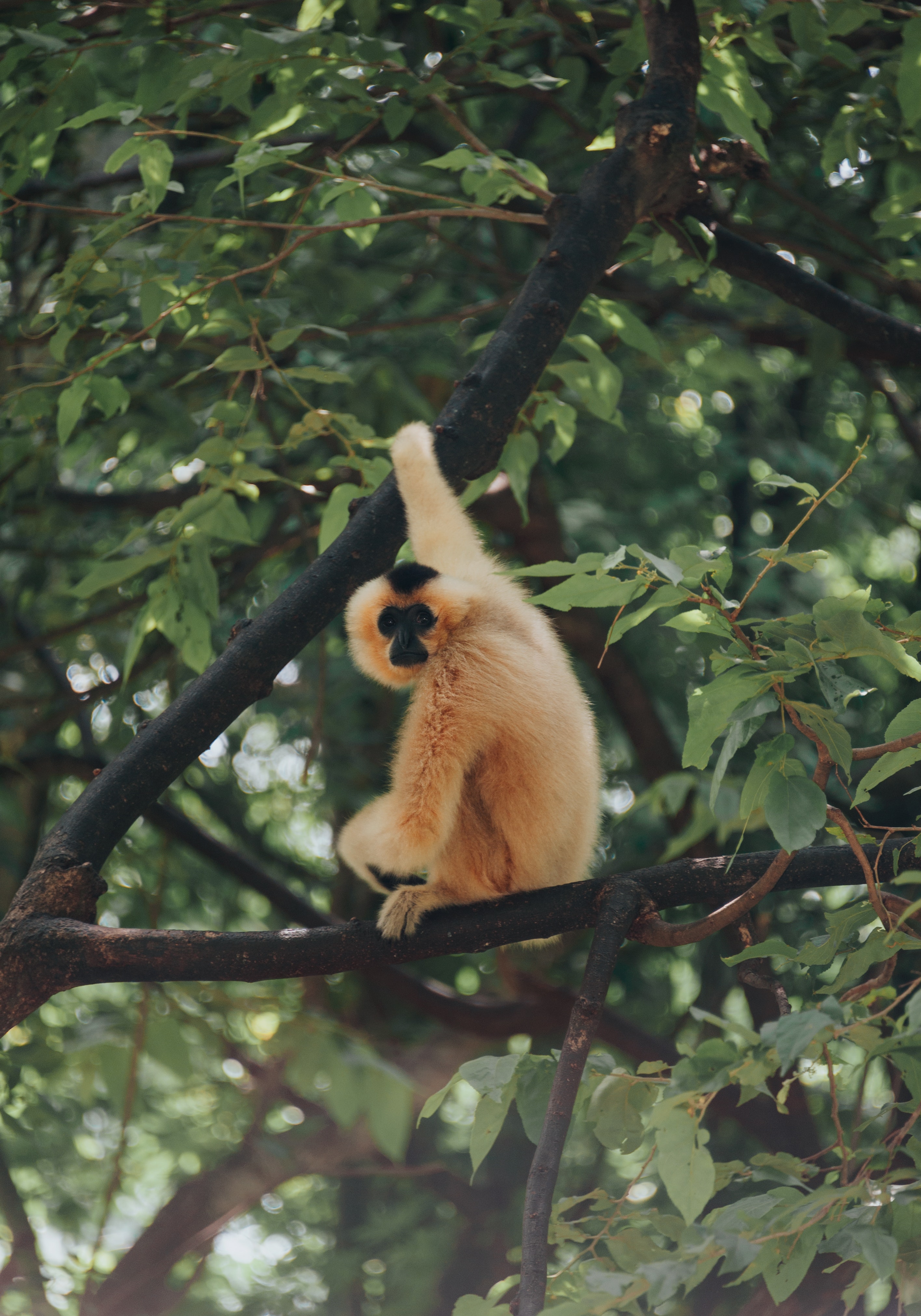 155664 descargar imagen animales, sucursales, ramas, un mono, mono, primate: fondos de pantalla y protectores de pantalla gratis