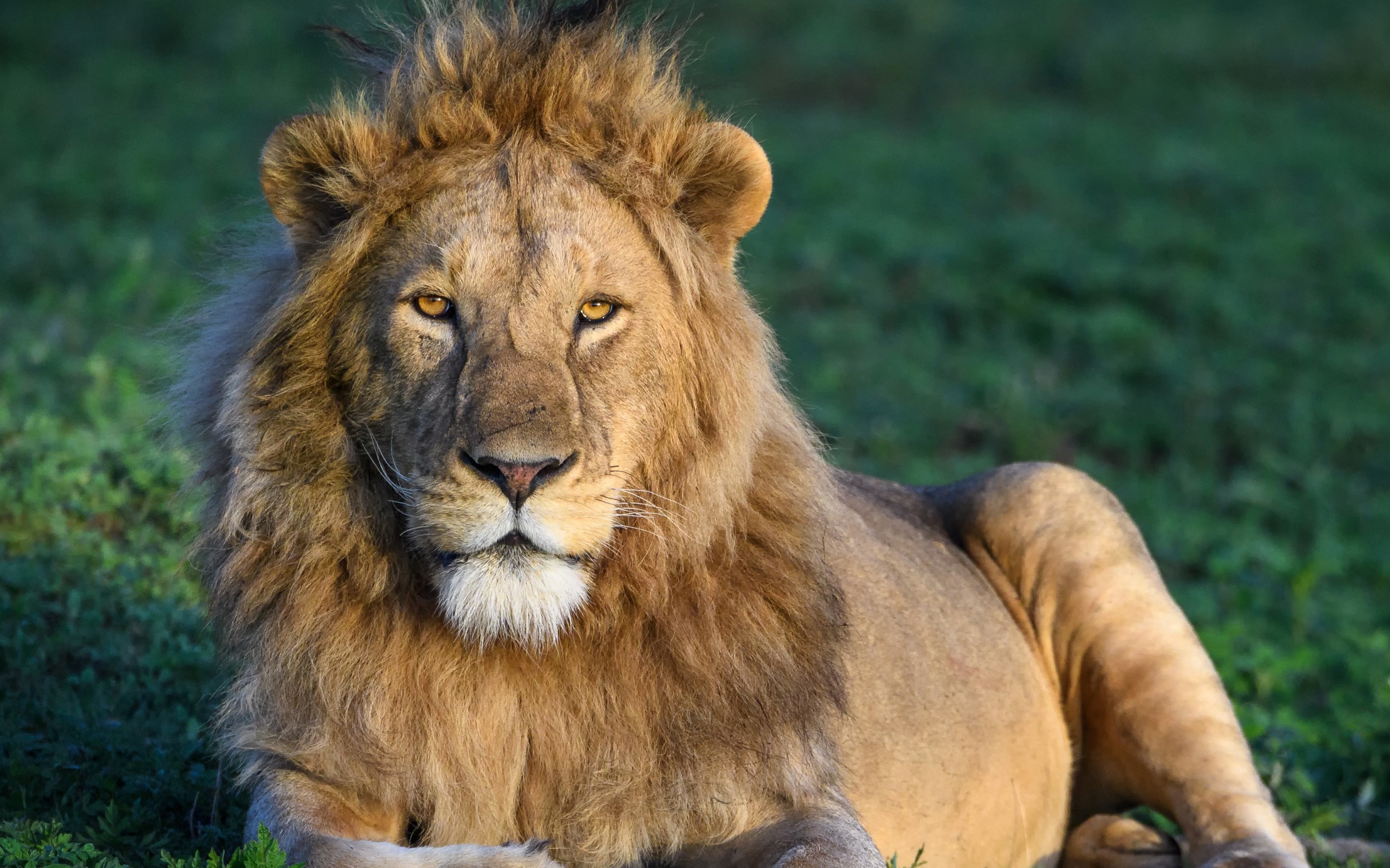 Téléchargez des papiers peints mobile Lion, Chats, Animaux gratuitement.