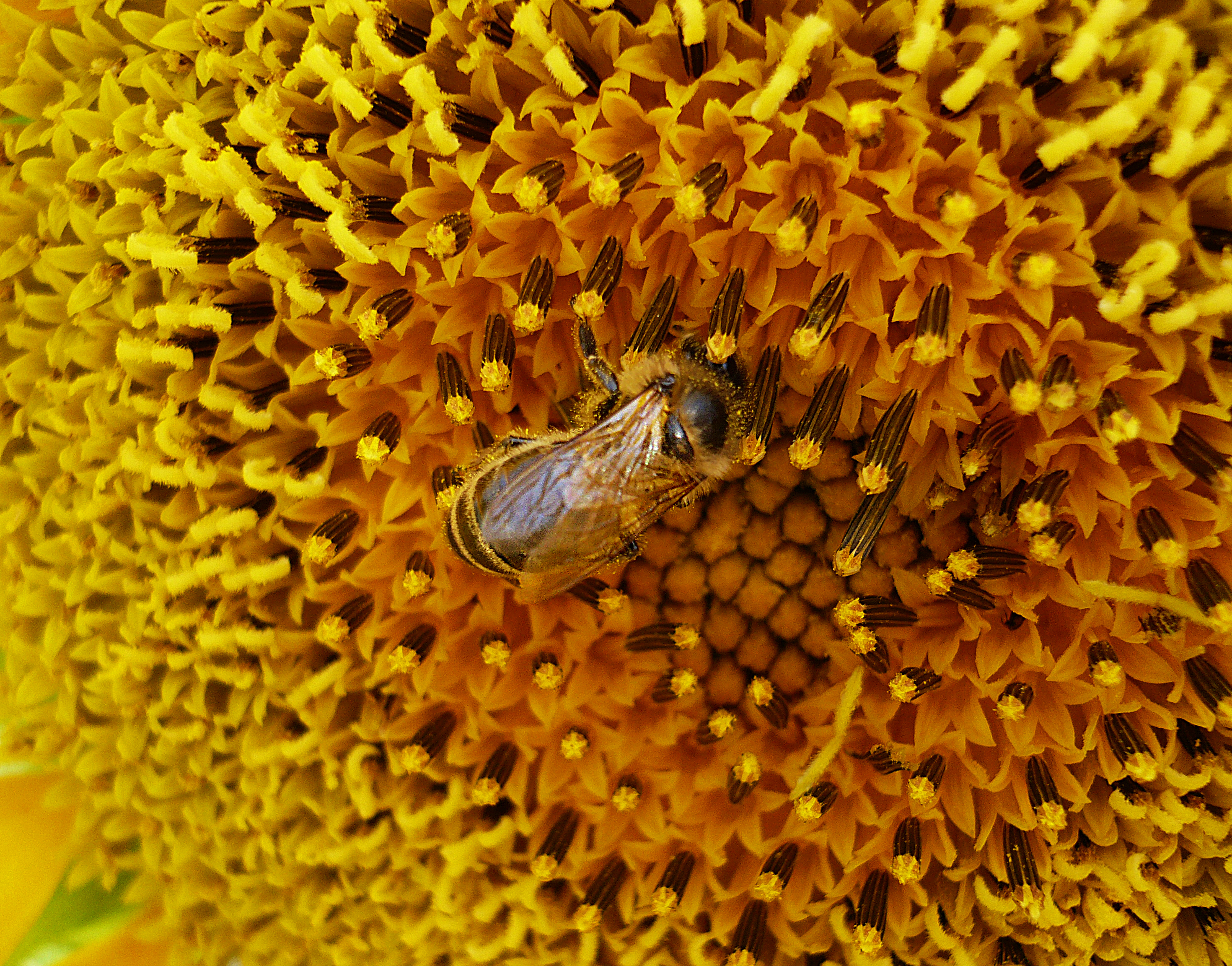 Скачать обои бесплатно Пчела, Насекомые, Животные картинка на рабочий стол ПК