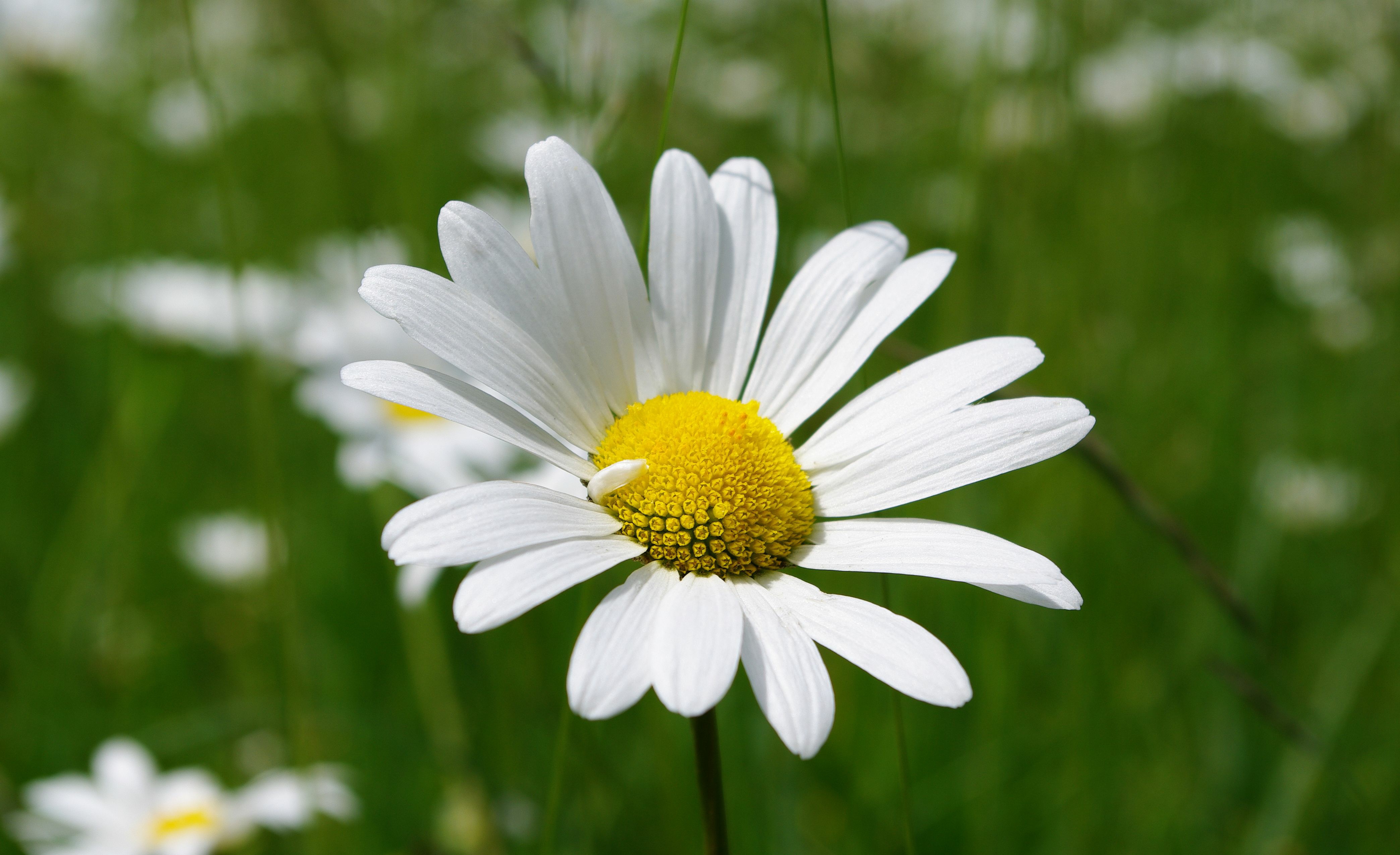 Laden Sie das Blumen, Blume, Nahansicht, Gänseblümchen, Weiße Blume, Erde/natur-Bild kostenlos auf Ihren PC-Desktop herunter