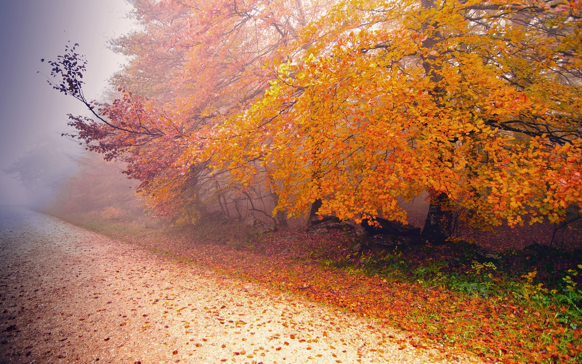Скачать картинку Деревья, Пейзаж, Листья, Дороги, Осень в телефон бесплатно.
