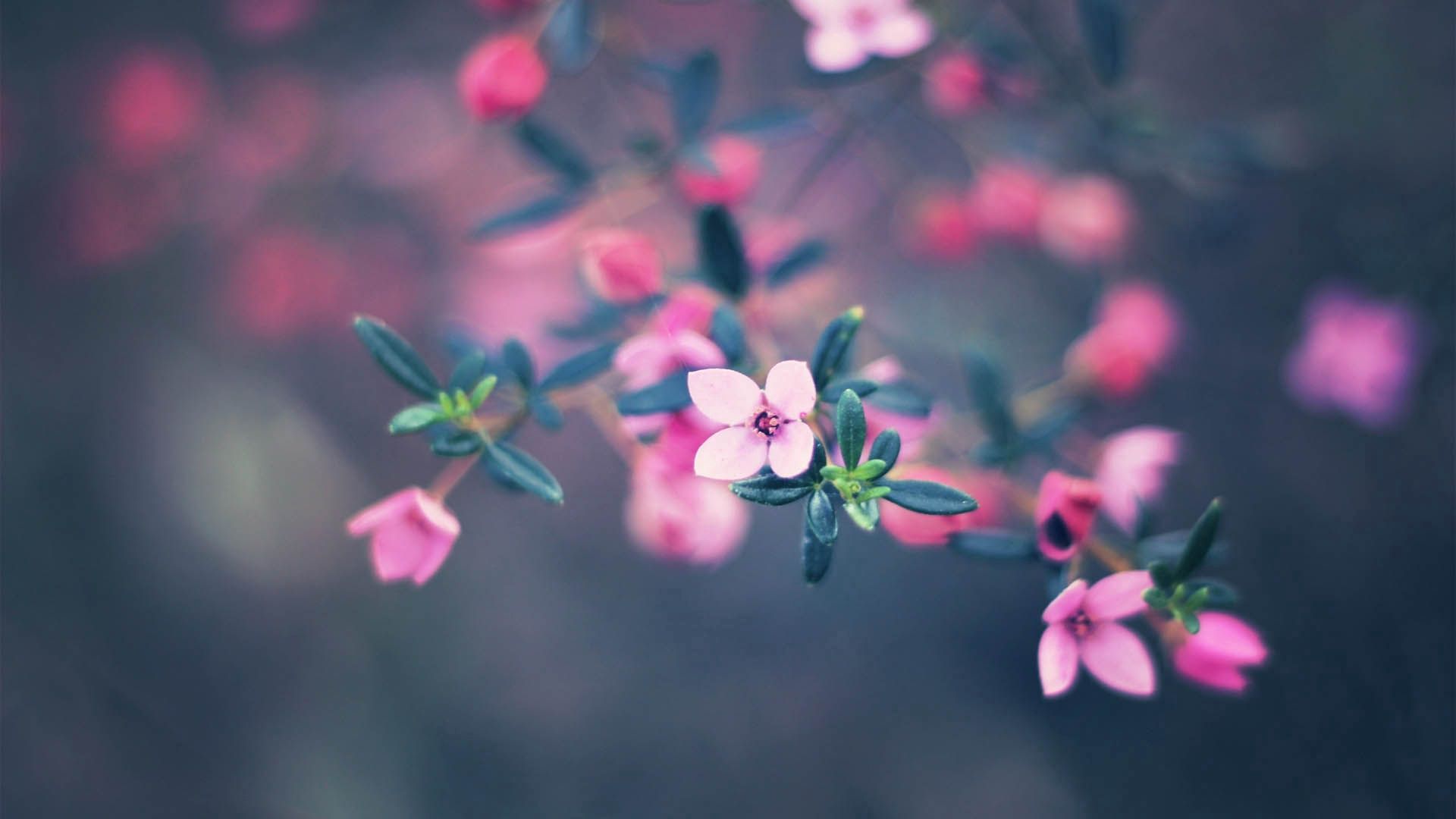 Download mobile wallpaper Smooth, Bloom, Flowering, Blur, Flowers, Macro for free.