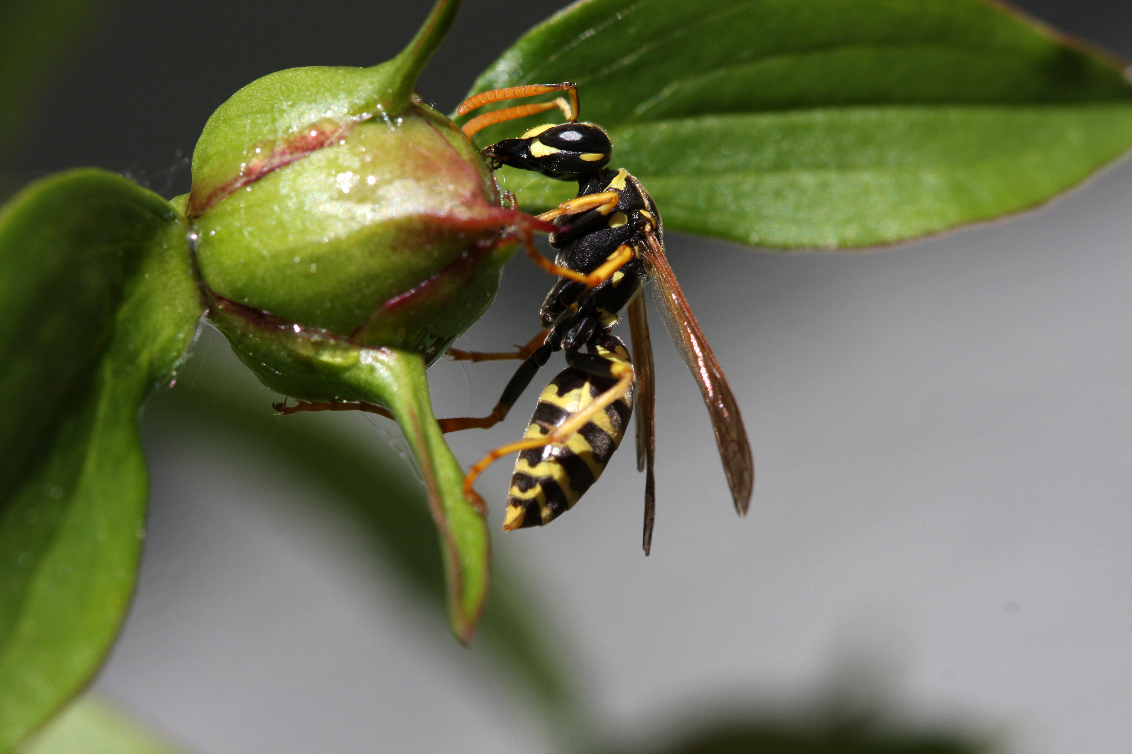 Free download wallpaper Insects, Animal, Wasp on your PC desktop