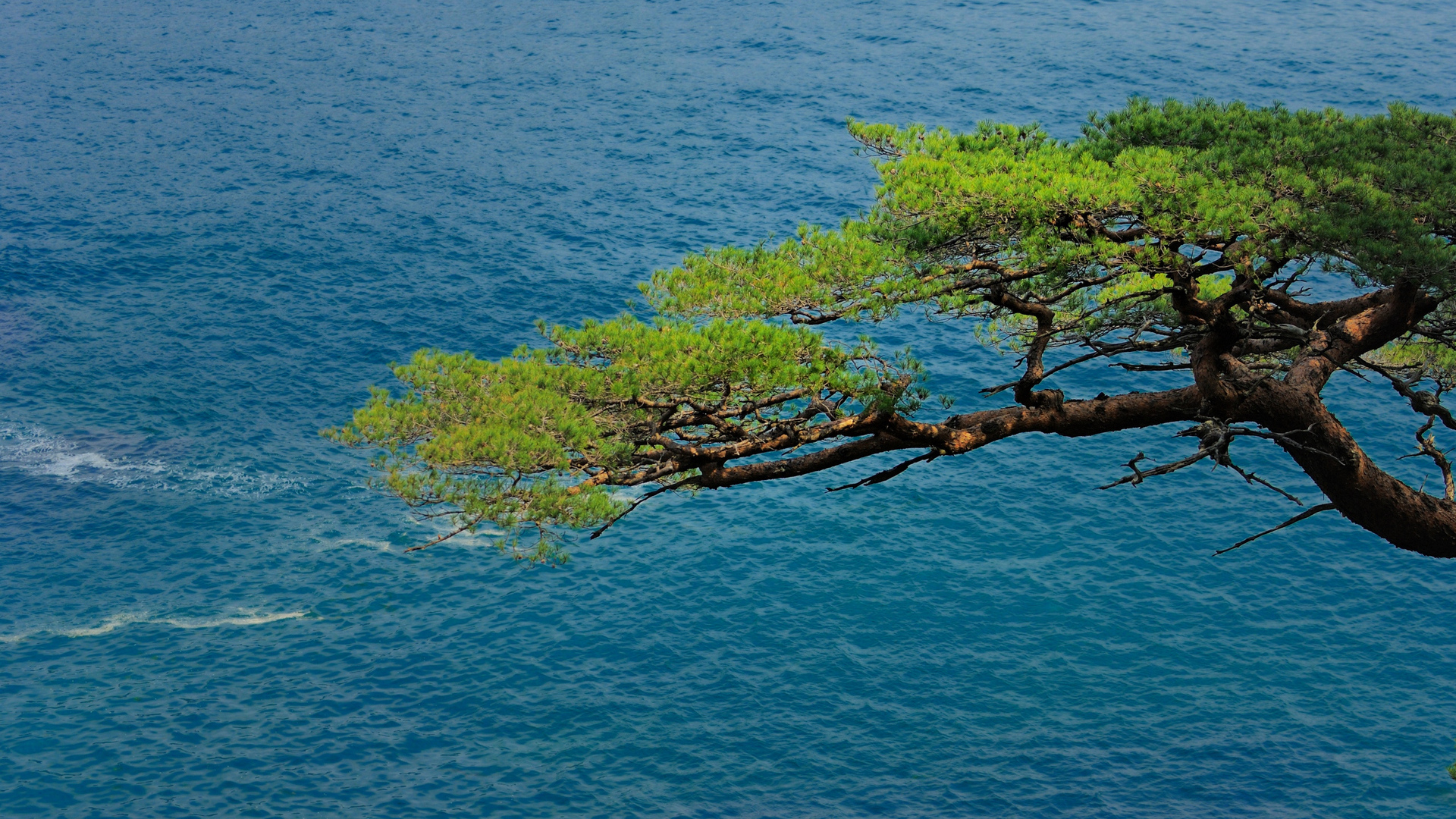 Téléchargez gratuitement l'image Arbre, Terre/nature sur le bureau de votre PC