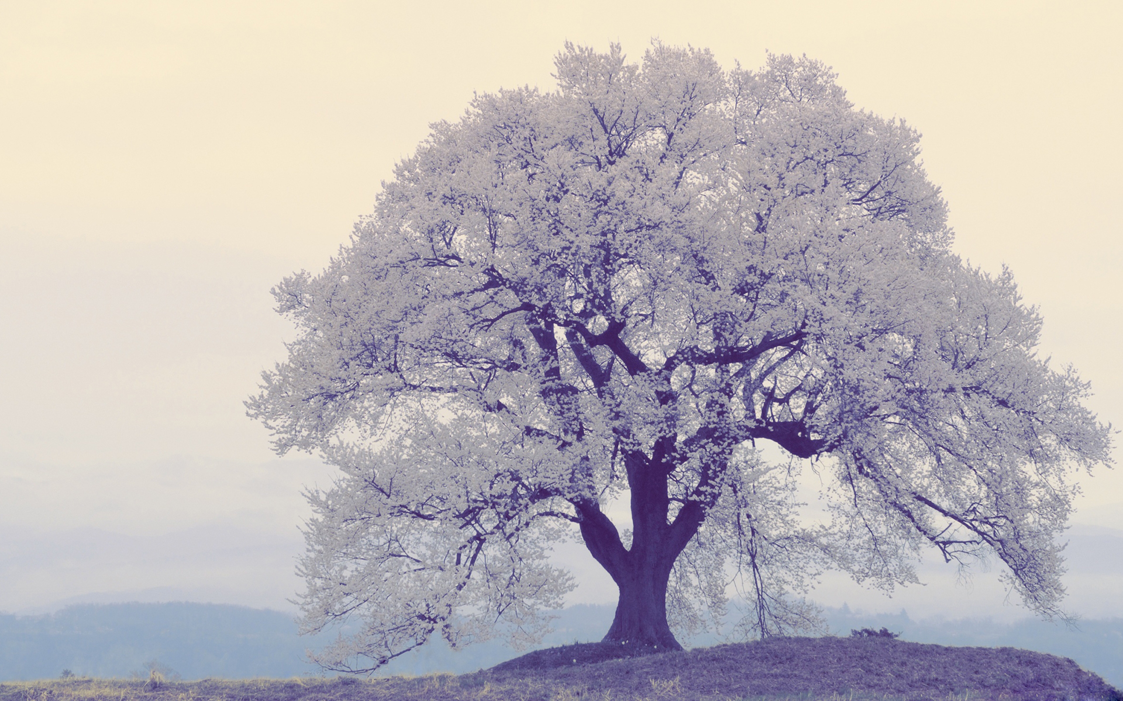 Free download wallpaper Nature, Trees, Tree, Earth, Lonely Tree on your PC desktop