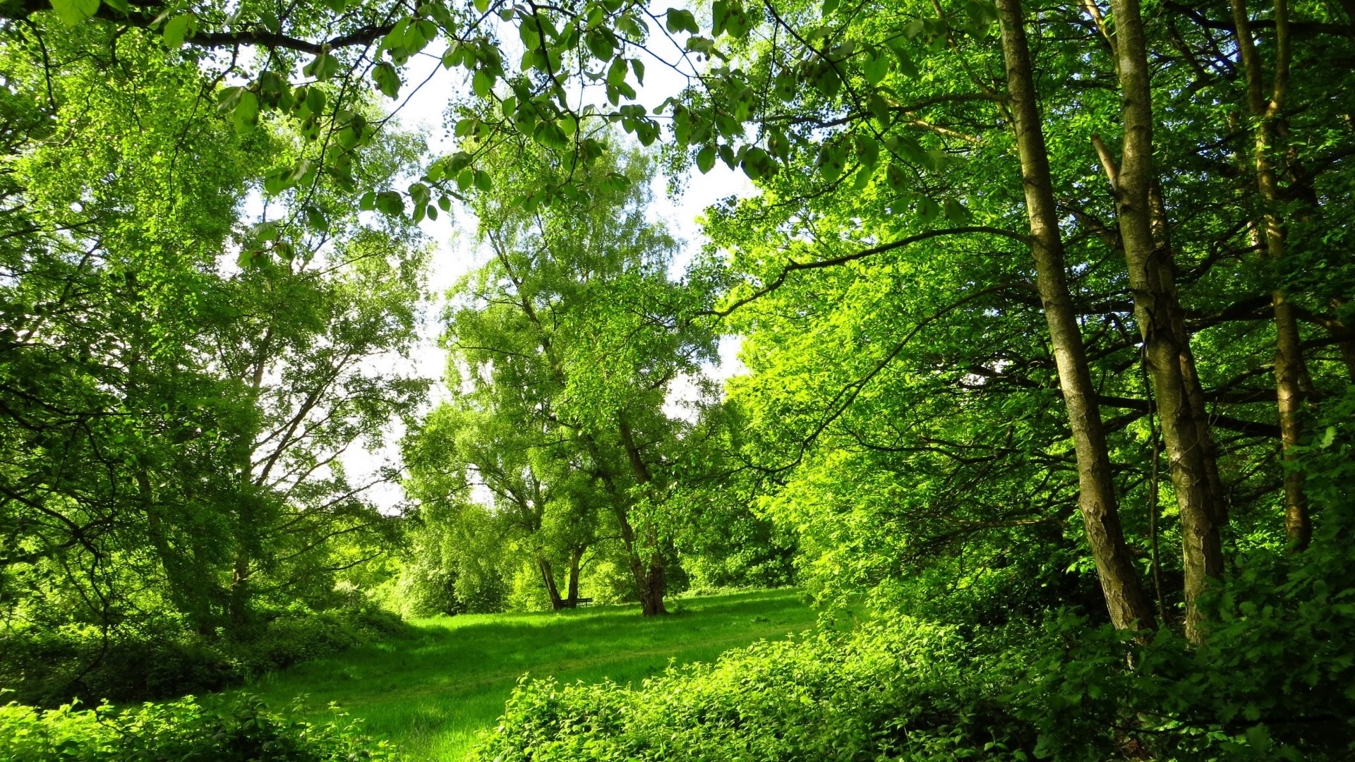 Téléchargez gratuitement l'image Herbe, Forêt, Parc, La Nature, Terre/nature sur le bureau de votre PC
